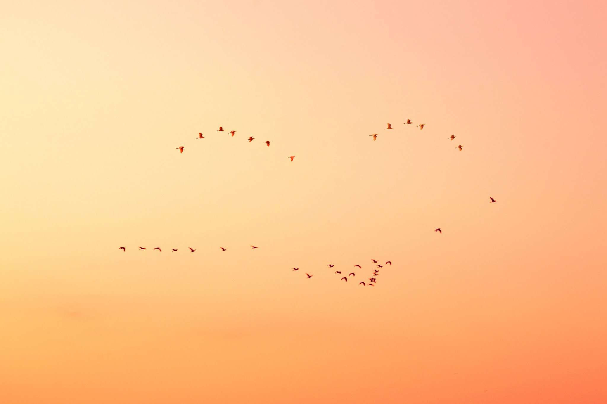 Nikon D3100 + 18.00 - 55.00 mm f/3.5 - 5.6 sample photo. Birds in the sky on sunset. photography