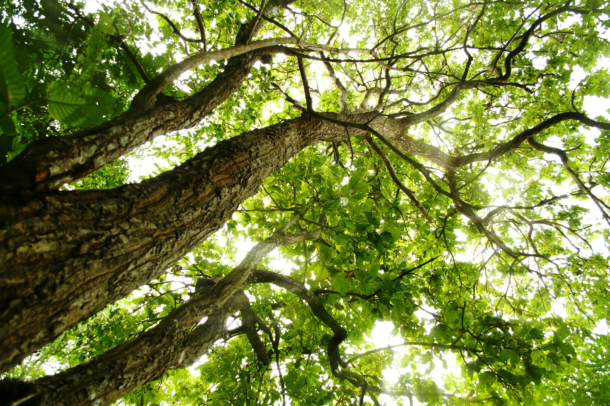 Nikon D3100 + 18.00 - 55.00 mm f/3.5 - 5.6 sample photo. Trees with green leaves photography