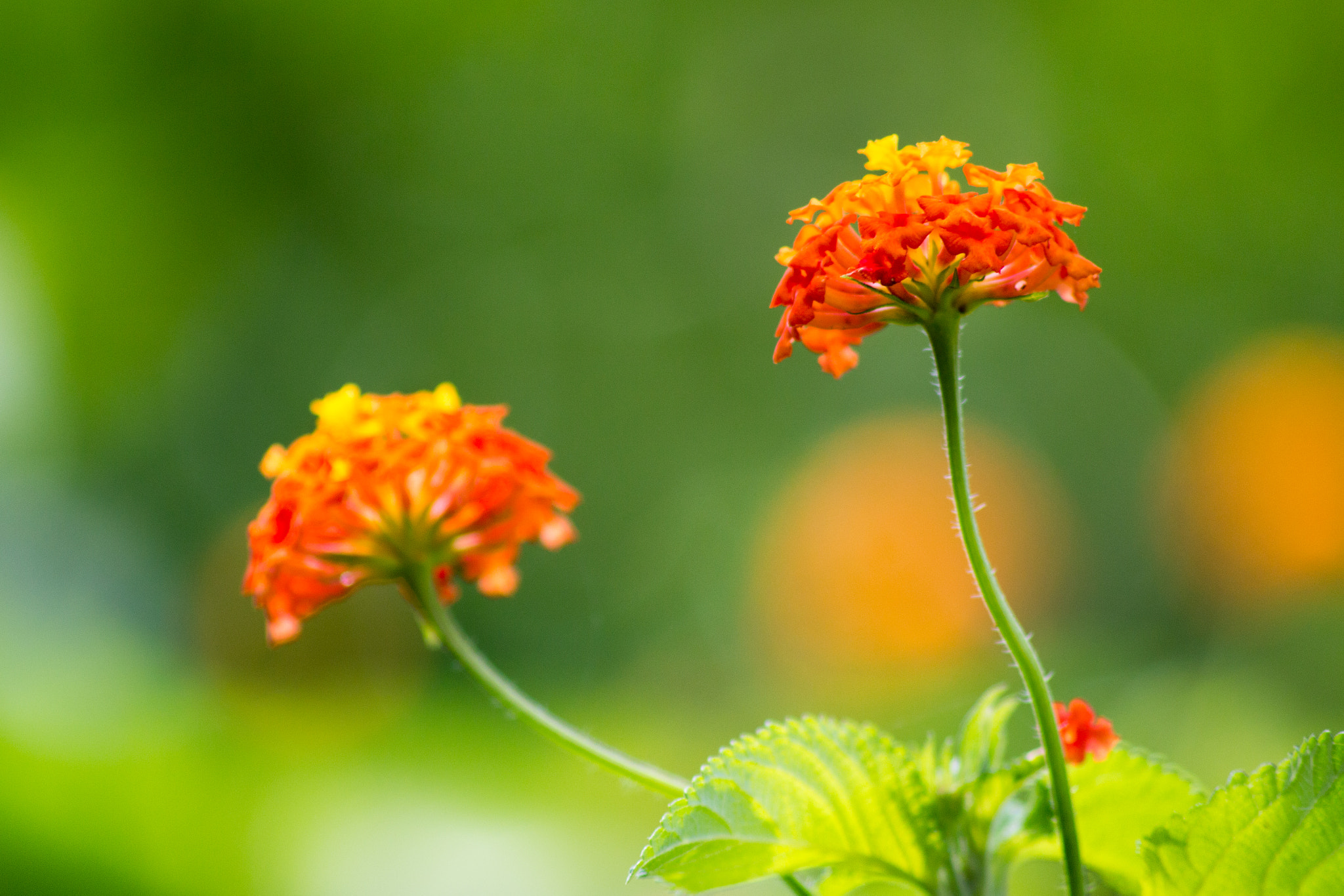 Canon EOS 650D (EOS Rebel T4i / EOS Kiss X6i) sample photo. Printemps photography