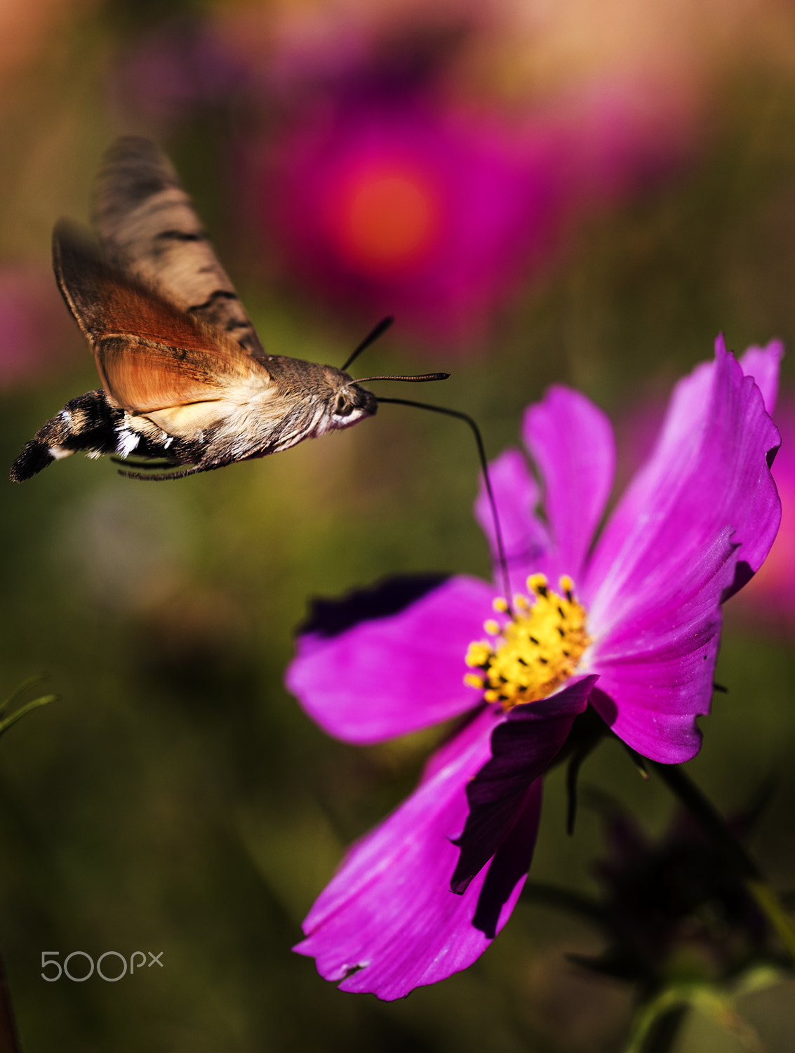 Canon EF 100mm F2.8L Macro IS USM sample photo. Calliopsis photography