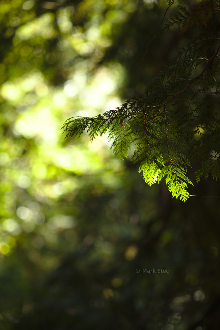 Canon EOS 5D Mark II sample photo. Fir tree photography