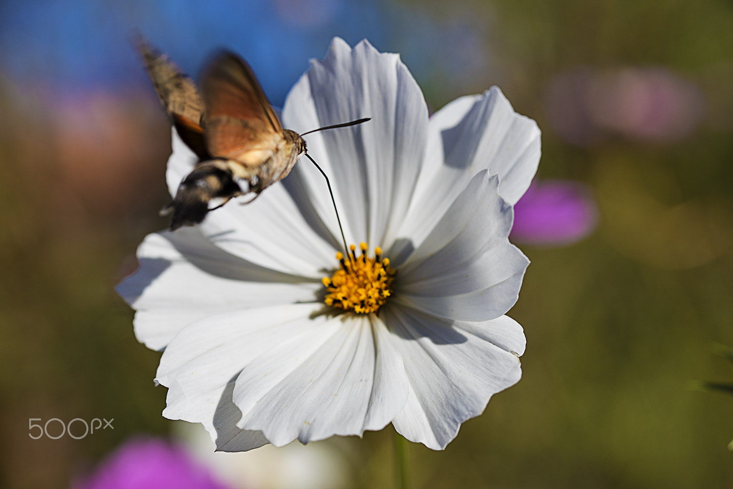 Canon EF 100mm F2.8L Macro IS USM sample photo. Calliopsis photography