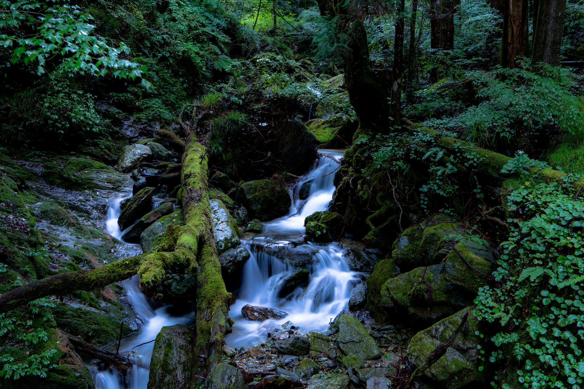 Sony a7R II sample photo. Old tree in the river photography