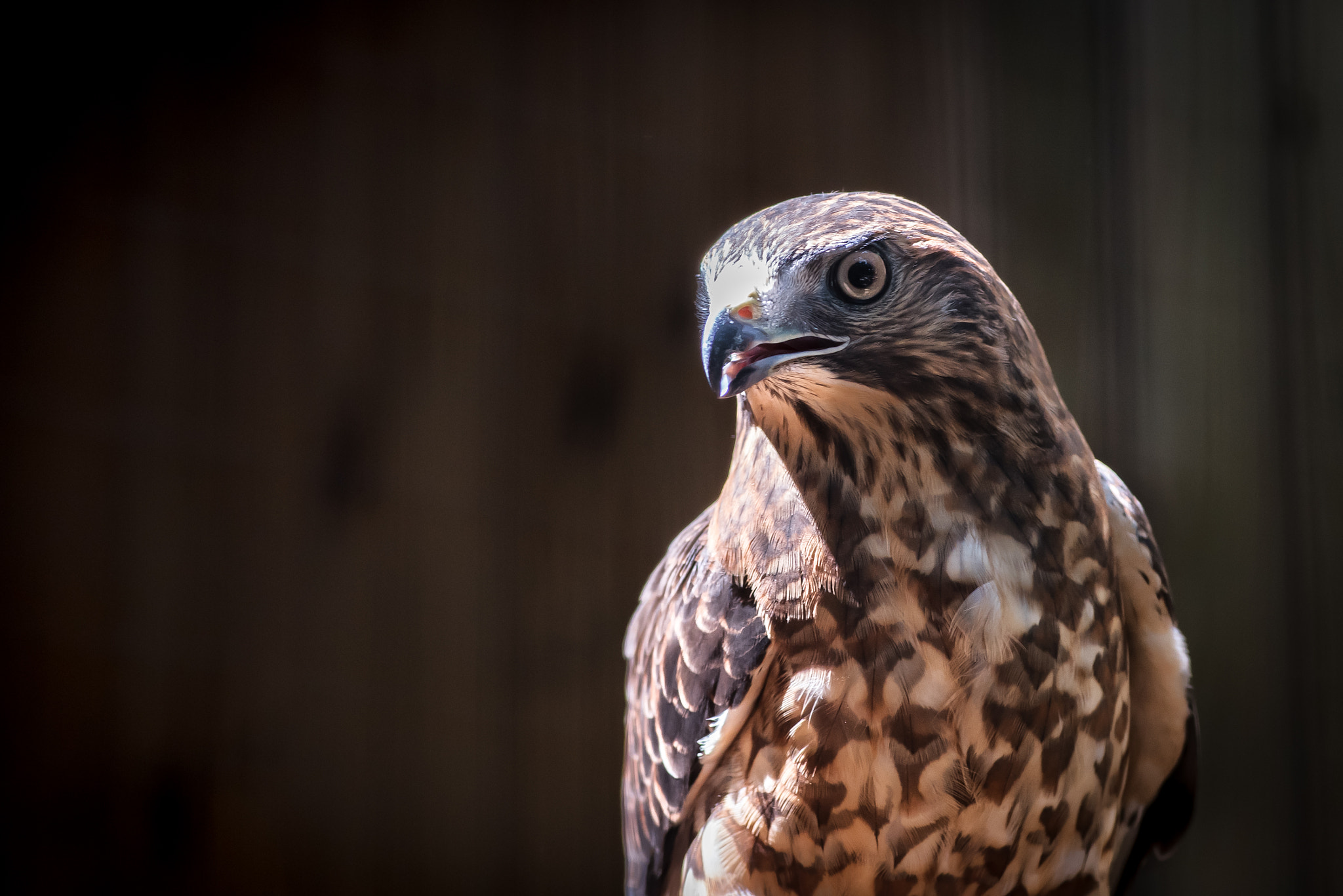 Tokina AT-X Pro 100mm F2.8 Macro sample photo. Red-tailed hawk photography