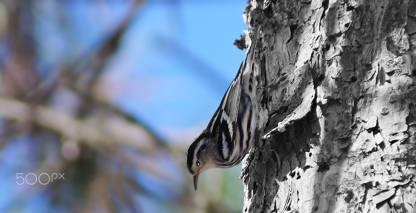 Sony 75-300mm F4.5-5.6 sample photo. Zebra photography