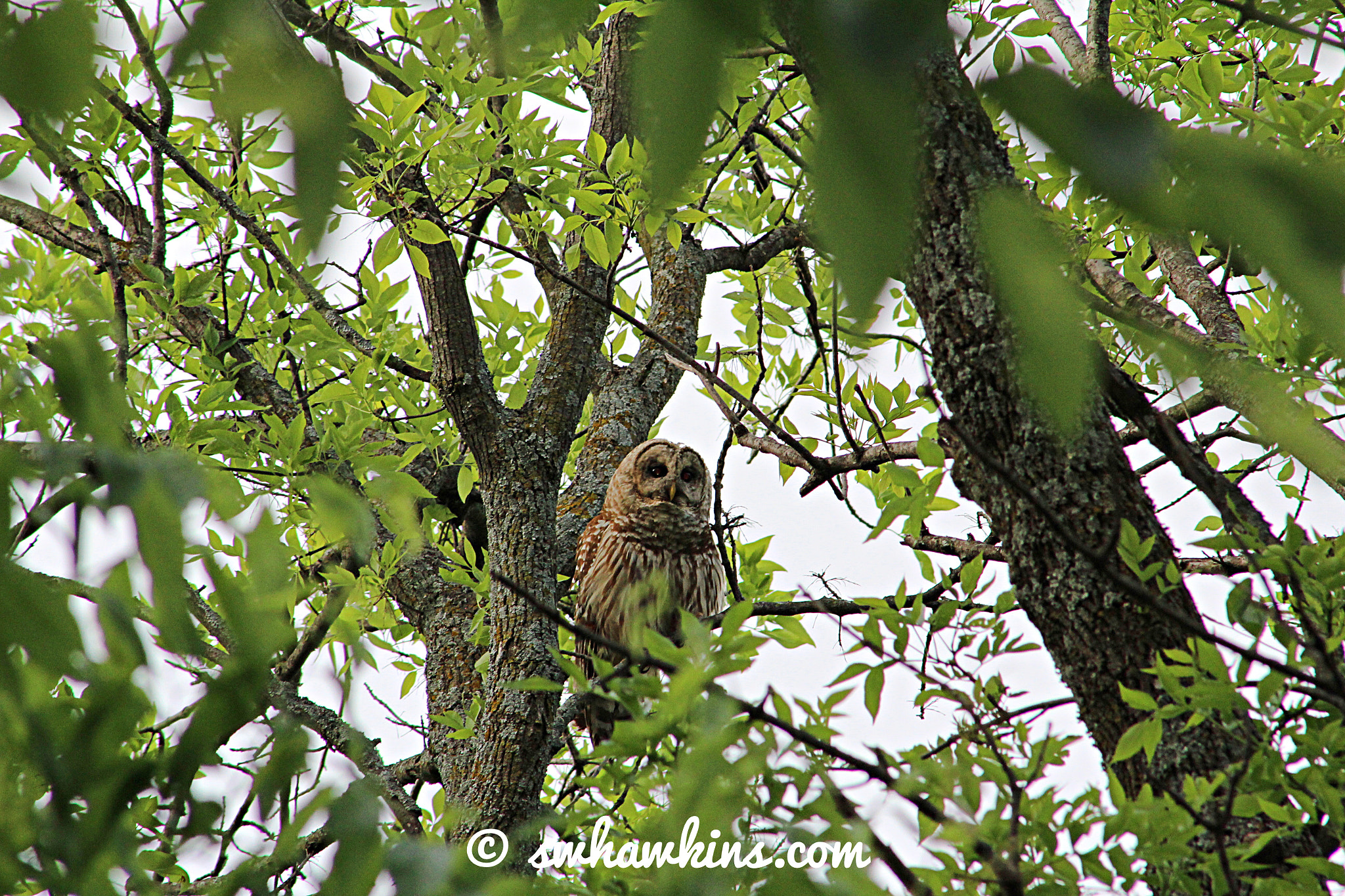 Canon EF75-300mm f/4-5.6 sample photo. Barn owl in tree photography