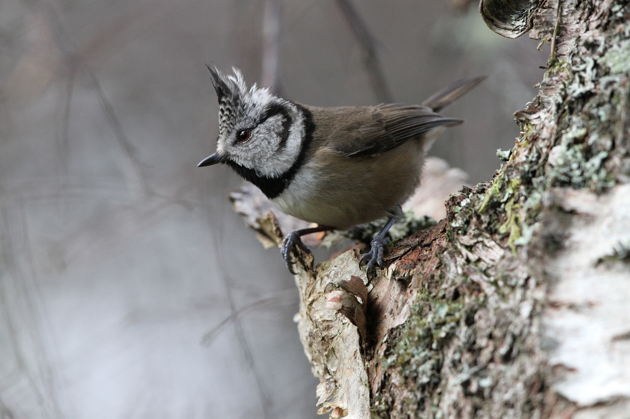 Canon EOS 7D + Canon EF 500mm F4L IS II USM sample photo. Crested tit photography