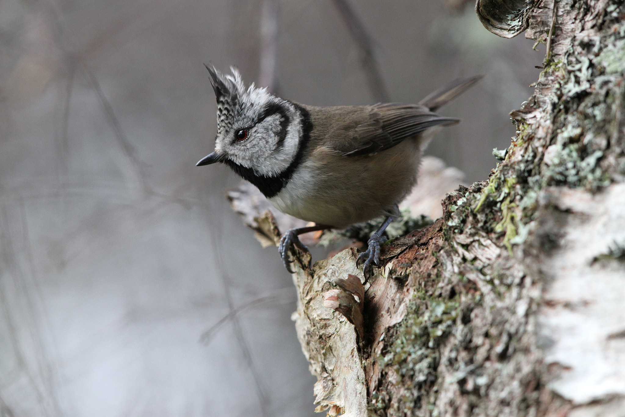 Canon EF 500mm F4L IS II USM sample photo. Crested tit photography