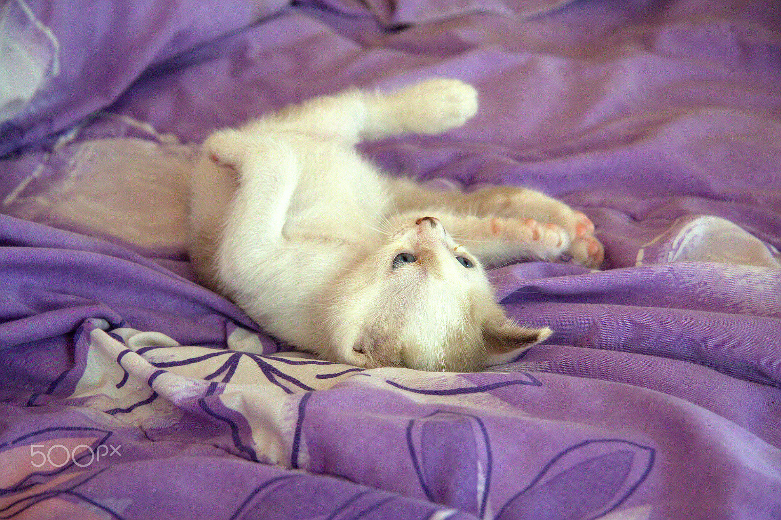 Canon EF-S 17-85mm F4-5.6 IS USM sample photo. Little cat photography