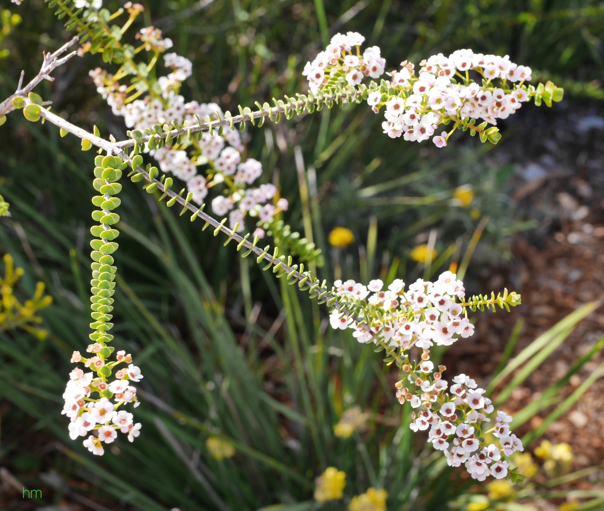 Panasonic Lumix G Macro 30mm F2.8 ASPH Mega OIS sample photo. Scholtzia uberiflora. photography