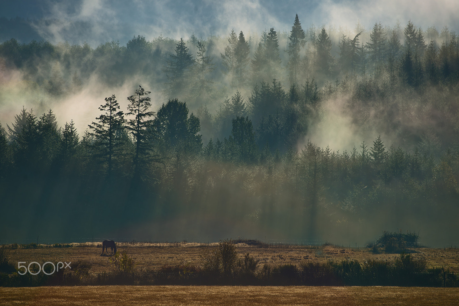 Nikon D800 + Nikon AF-S Nikkor 300mm F4D ED-IF sample photo. Morning in boistfort valley, washington. photography