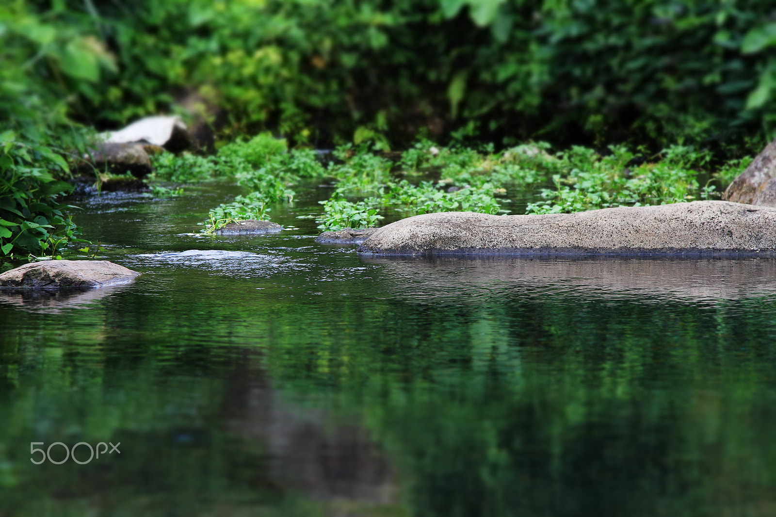 Canon EF-S 17-85mm F4-5.6 IS USM sample photo. Sweet green photography