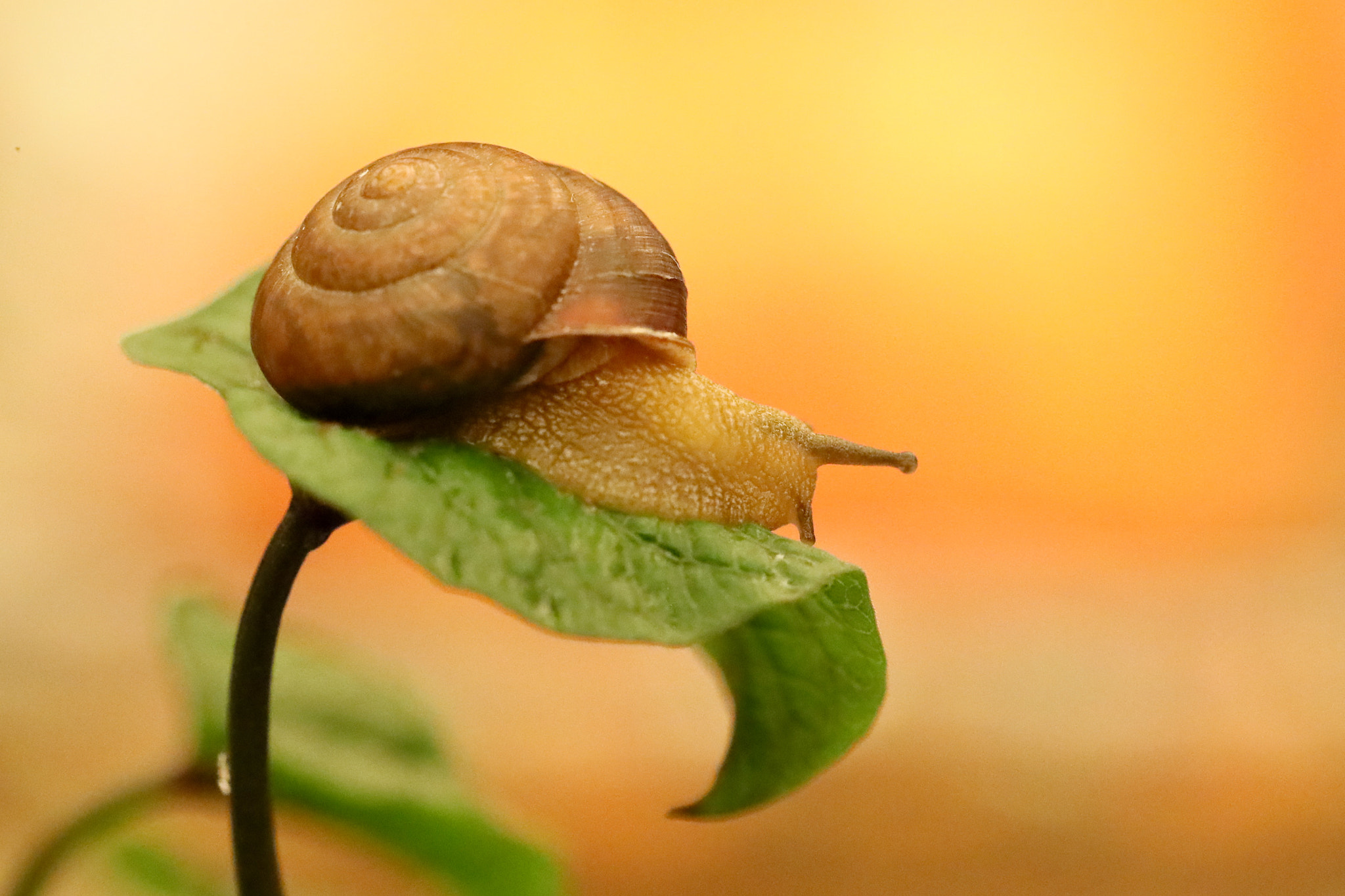 Canon EF 100mm F2.8L Macro IS USM sample photo. 晚安 photography