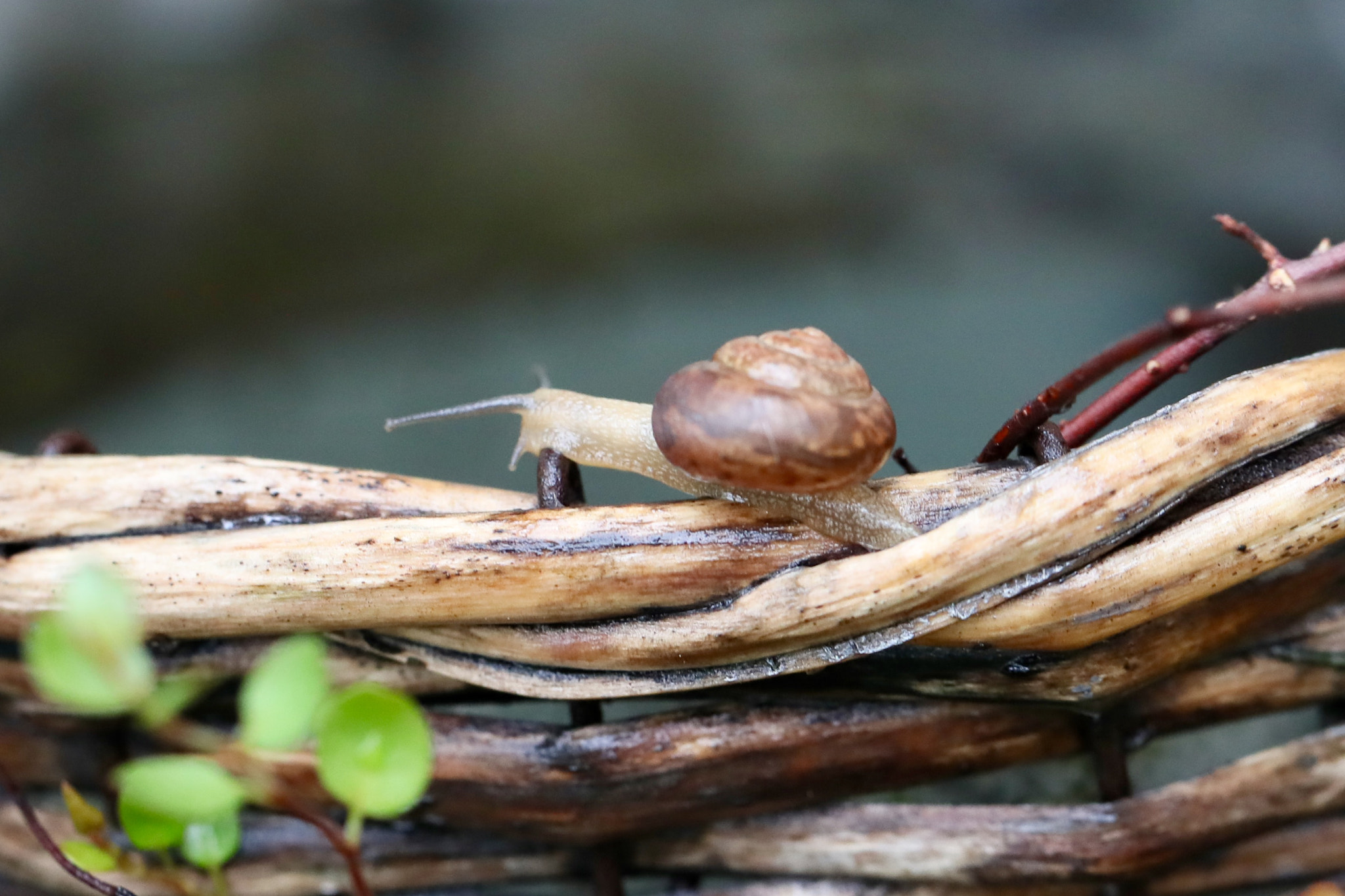 Canon EF 100mm F2.8L Macro IS USM sample photo. 跨越 photography