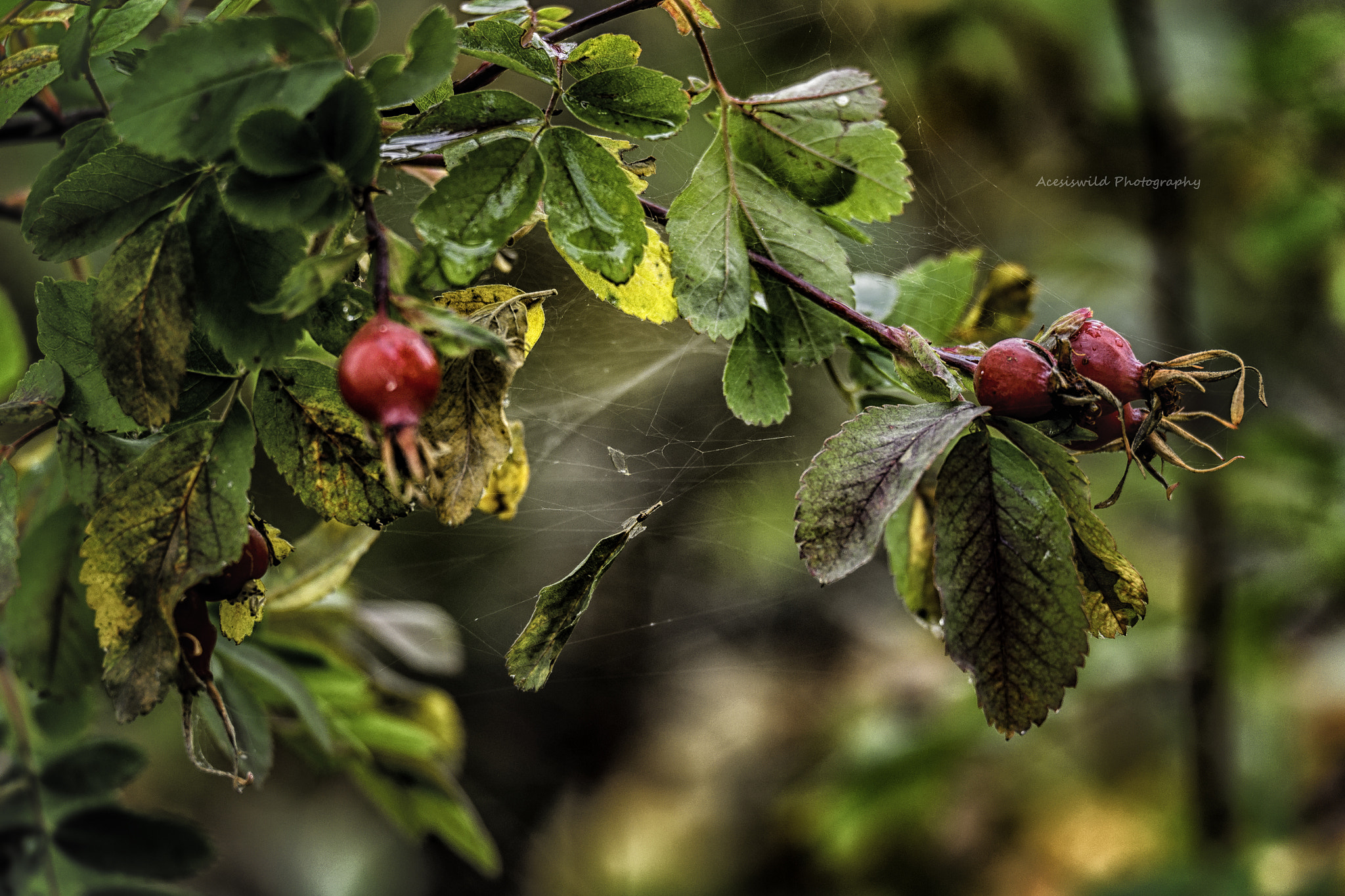 Fujifilm X-A1 + Fujifilm XC 50-230mm F4.5-6.7 OIS sample photo. Hanging by a spider web photography
