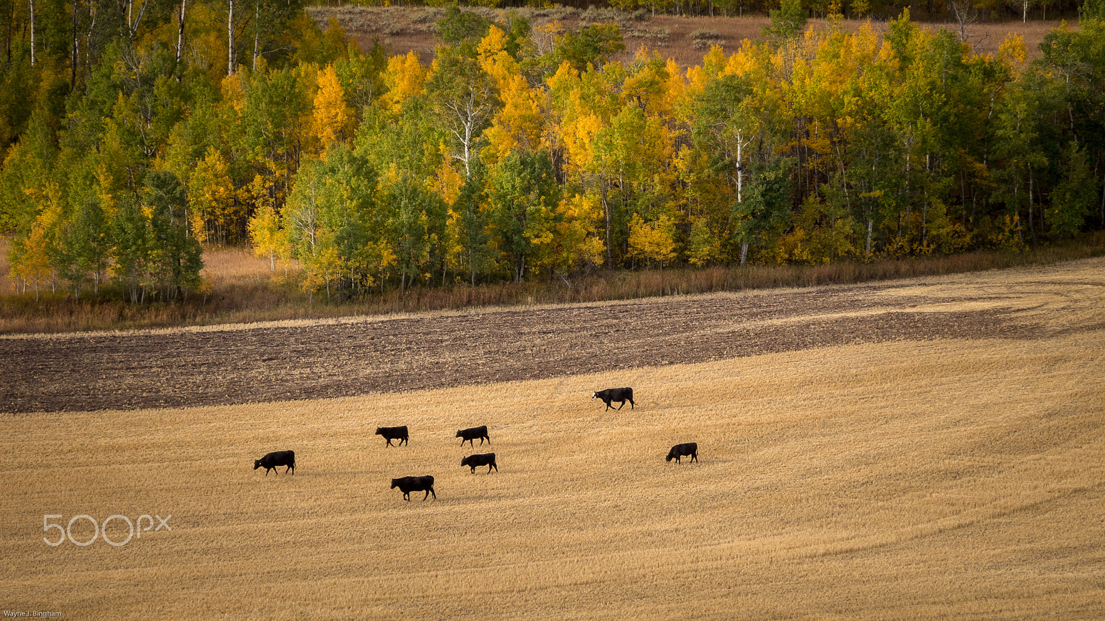 Olympus OM-D E-M1 sample photo. Cows ii photography