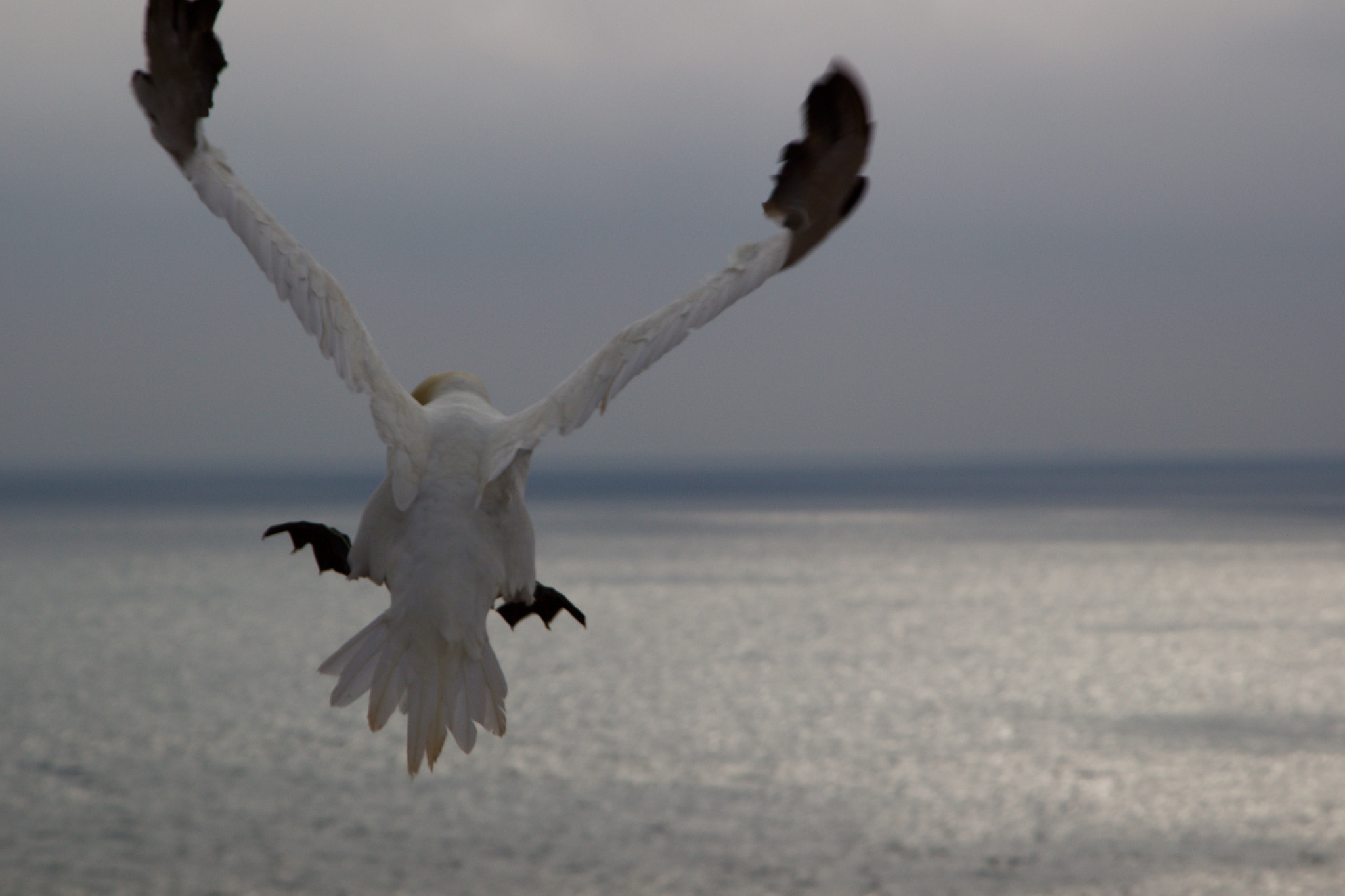 Canon EOS 100D (EOS Rebel SL1 / EOS Kiss X7) + Canon EF 24-105mm F4L IS USM sample photo. Bird at helgoland... photography