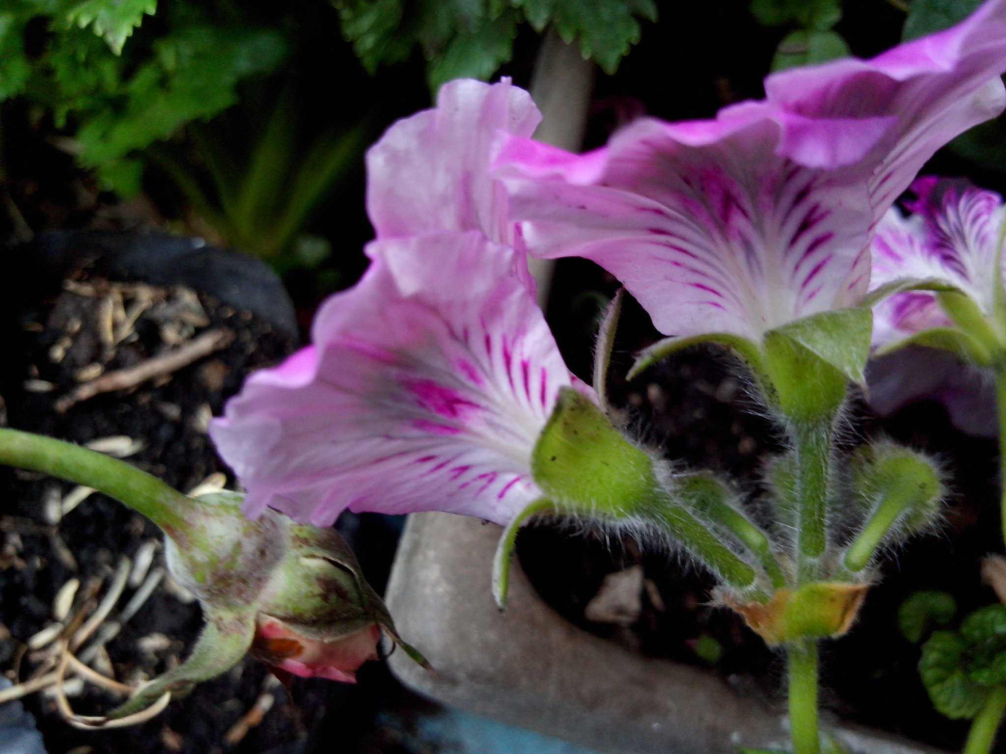 Motorola RAZR D3 sample photo. Flor violeta photography