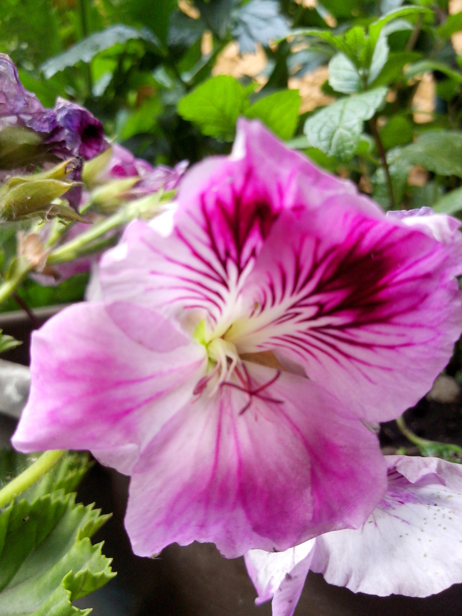 Motorola RAZR D3 sample photo. Lindos colores photography
