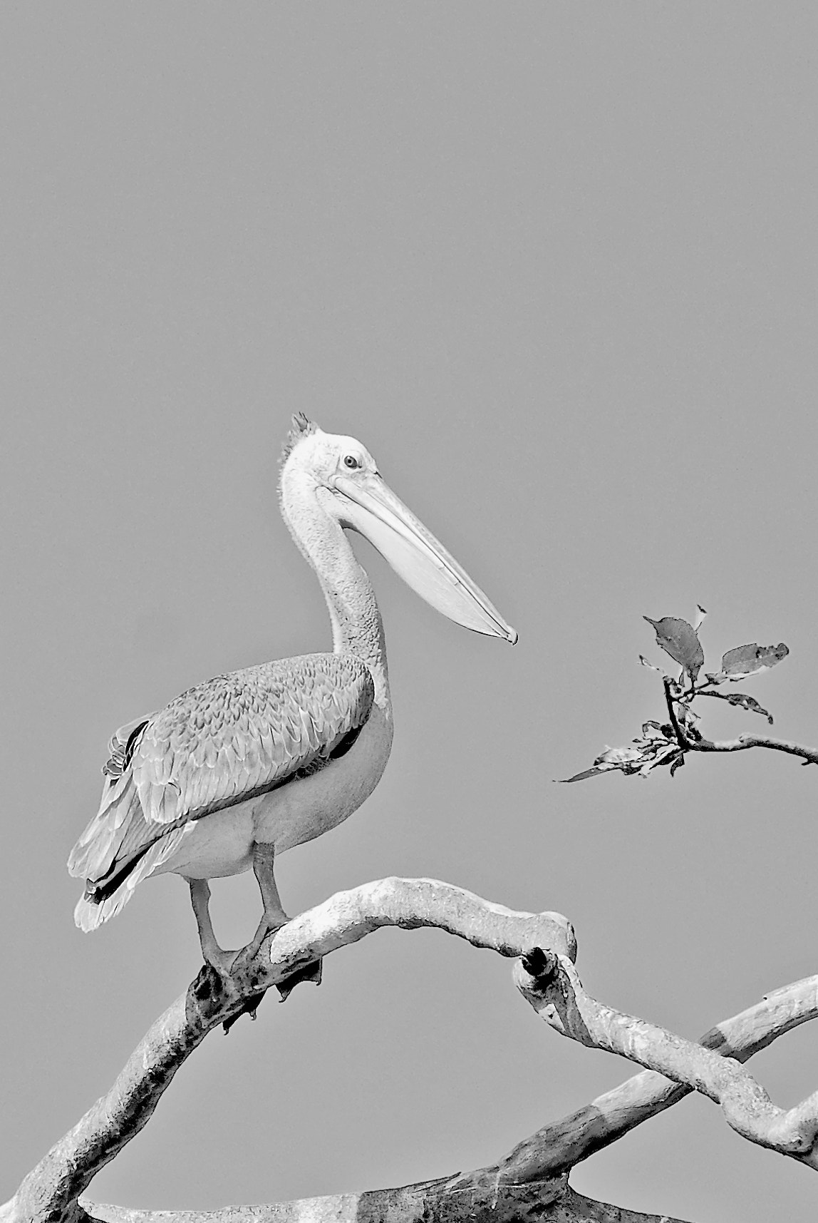 Sigma 150-500mm F5-6.3 DG OS HSM sample photo. The 'pelican' brief photography