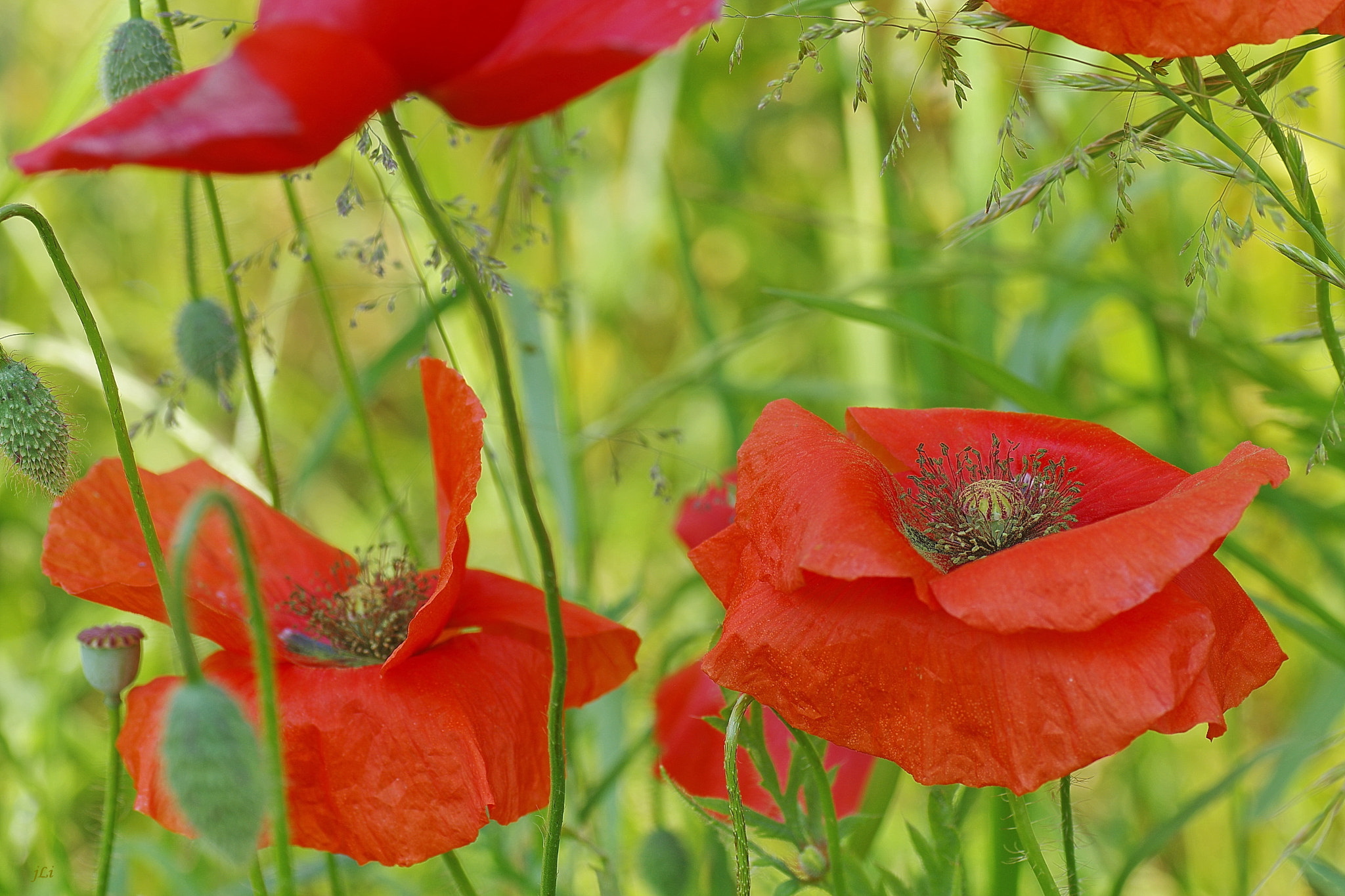 Pentax K-3 sample photo. Poppies : romantic whispers  iv ;) photography