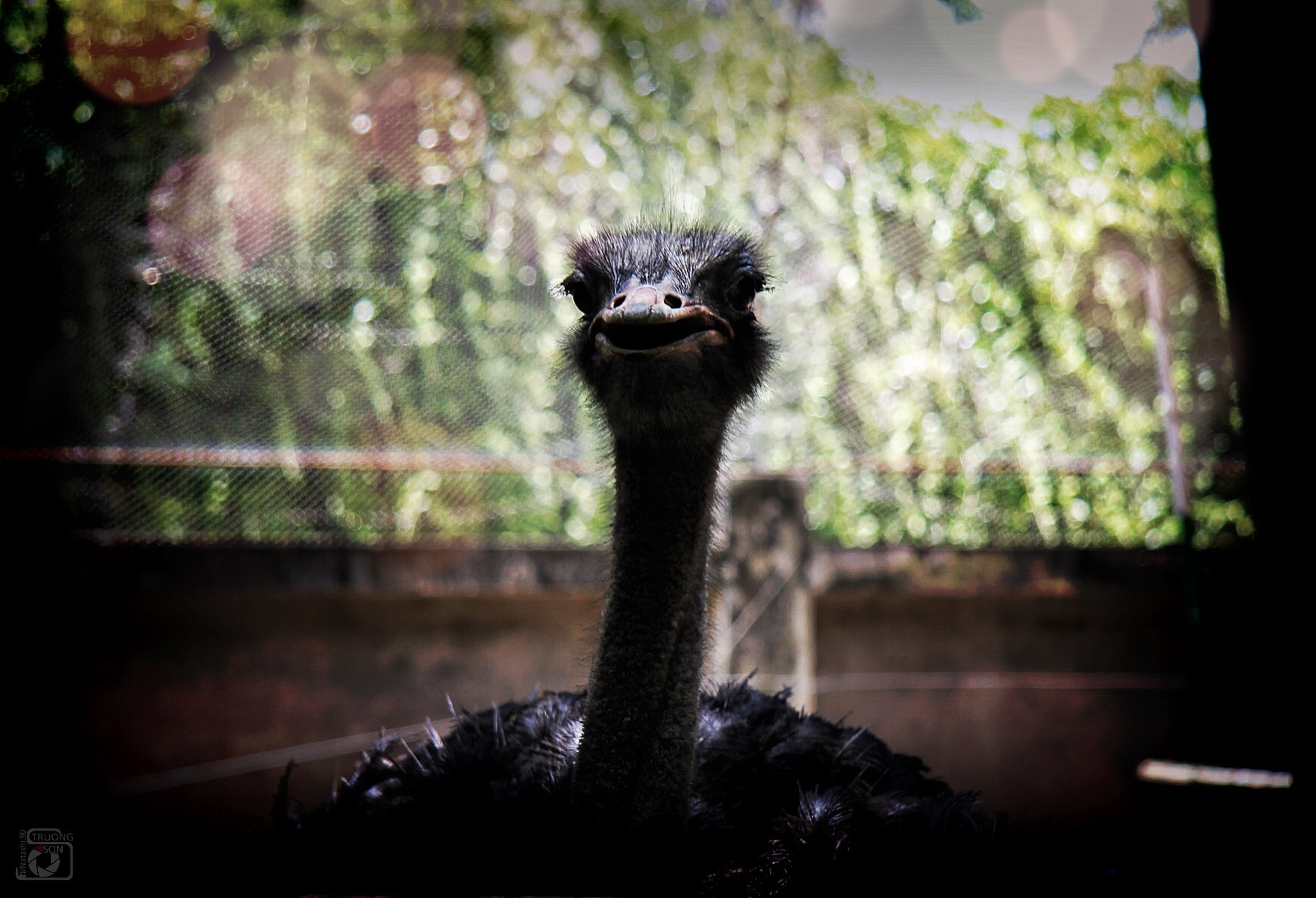 Canon EF-S 17-85mm F4-5.6 IS USM sample photo. Ostrich portrait photography