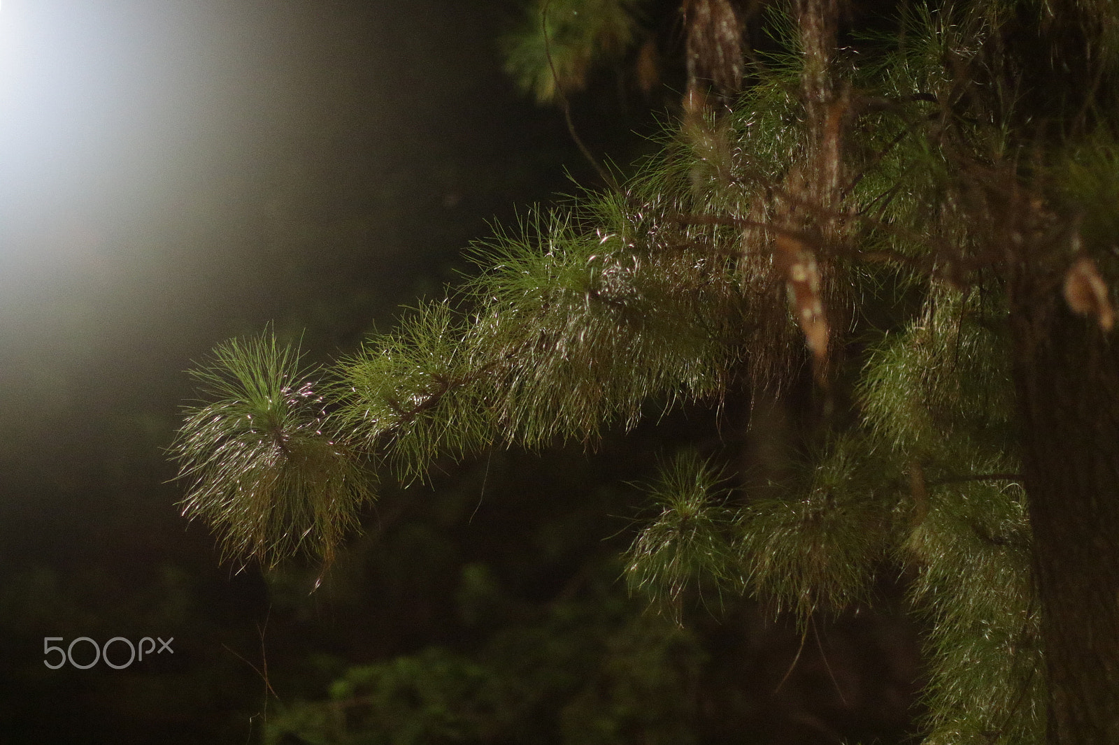 Canon EF 50mm F1.2L USM sample photo. Night trees clementi ave () photography
