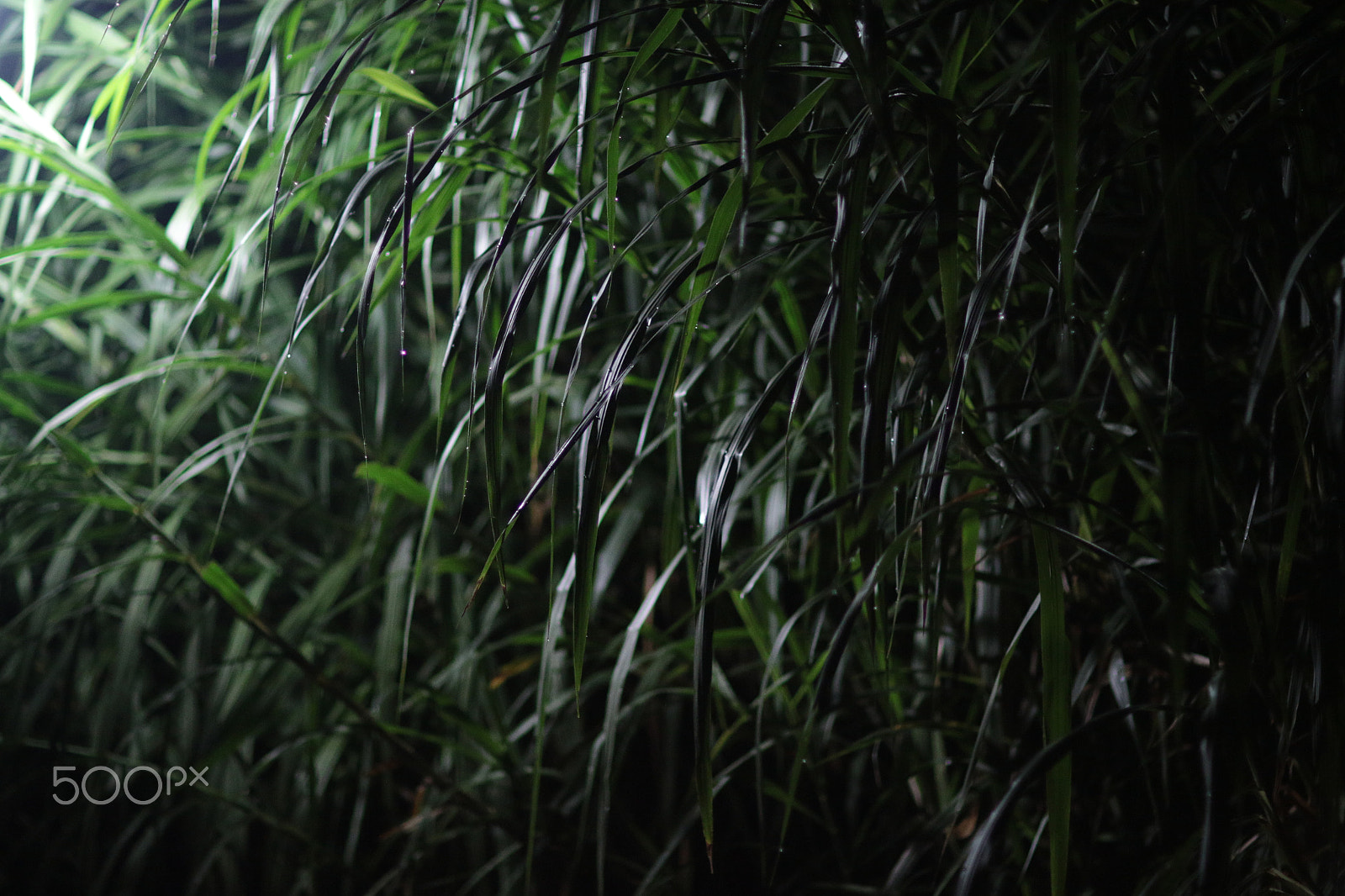 Canon EF 85mm F1.2L II USM sample photo. Night trees clementi ave along the canal () photography