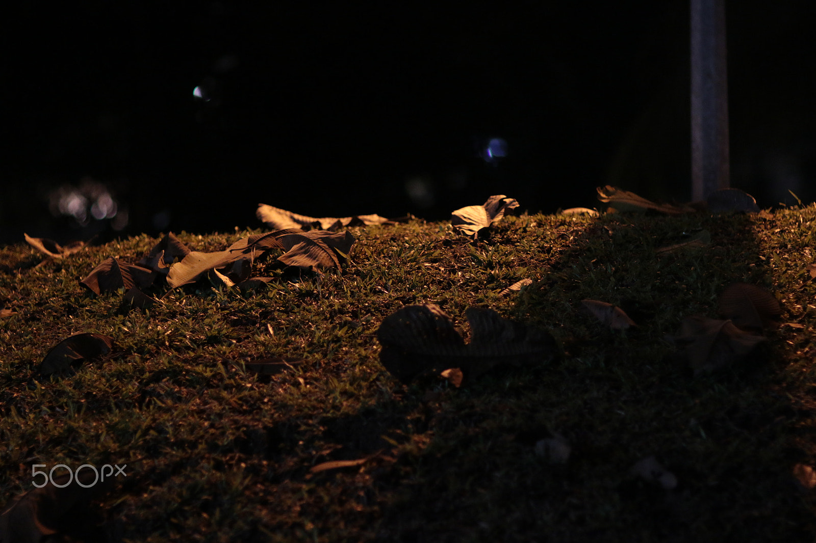 Canon EF 85mm F1.2L II USM sample photo. Night trees clementi ave along the canal () photography