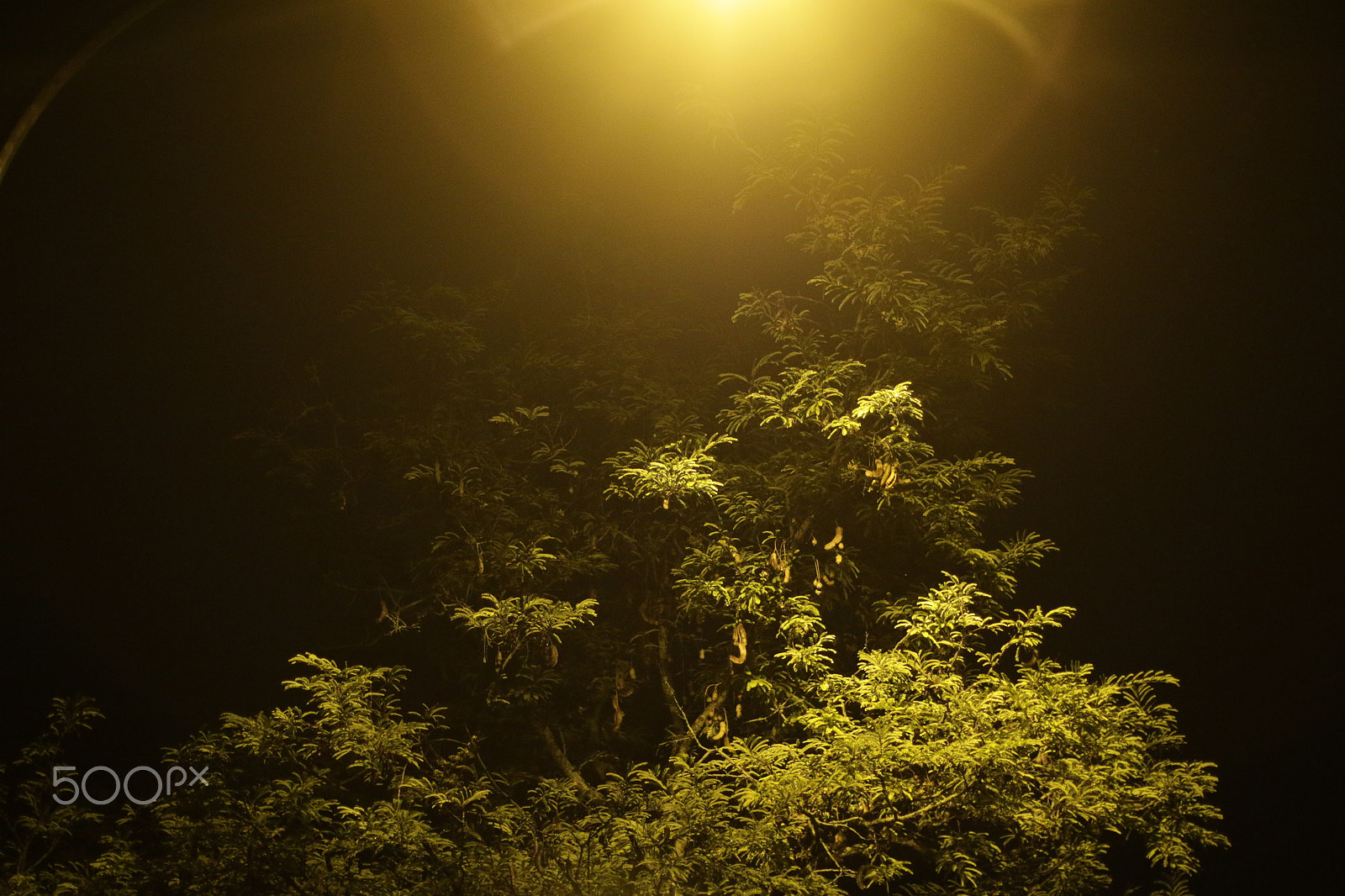 Canon EOS 7D Mark II sample photo. Night trees sunset way () photography