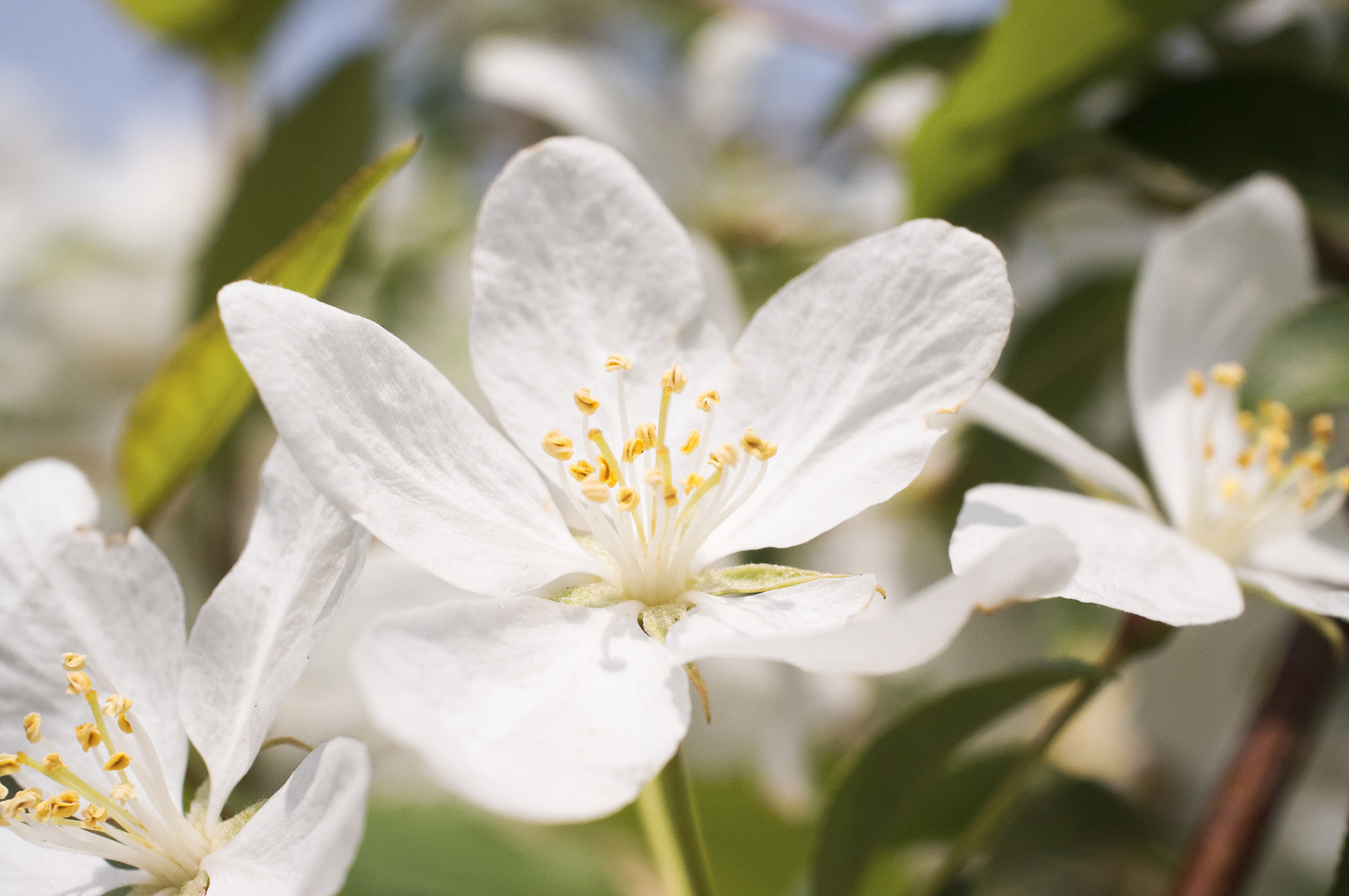 Ricoh GXR A12 sample photo. Flower photography