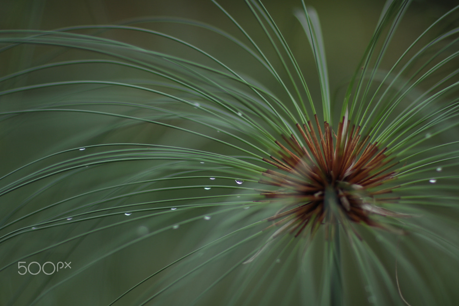 Canon EF 85mm F1.2L II USM sample photo. Day trees () photography