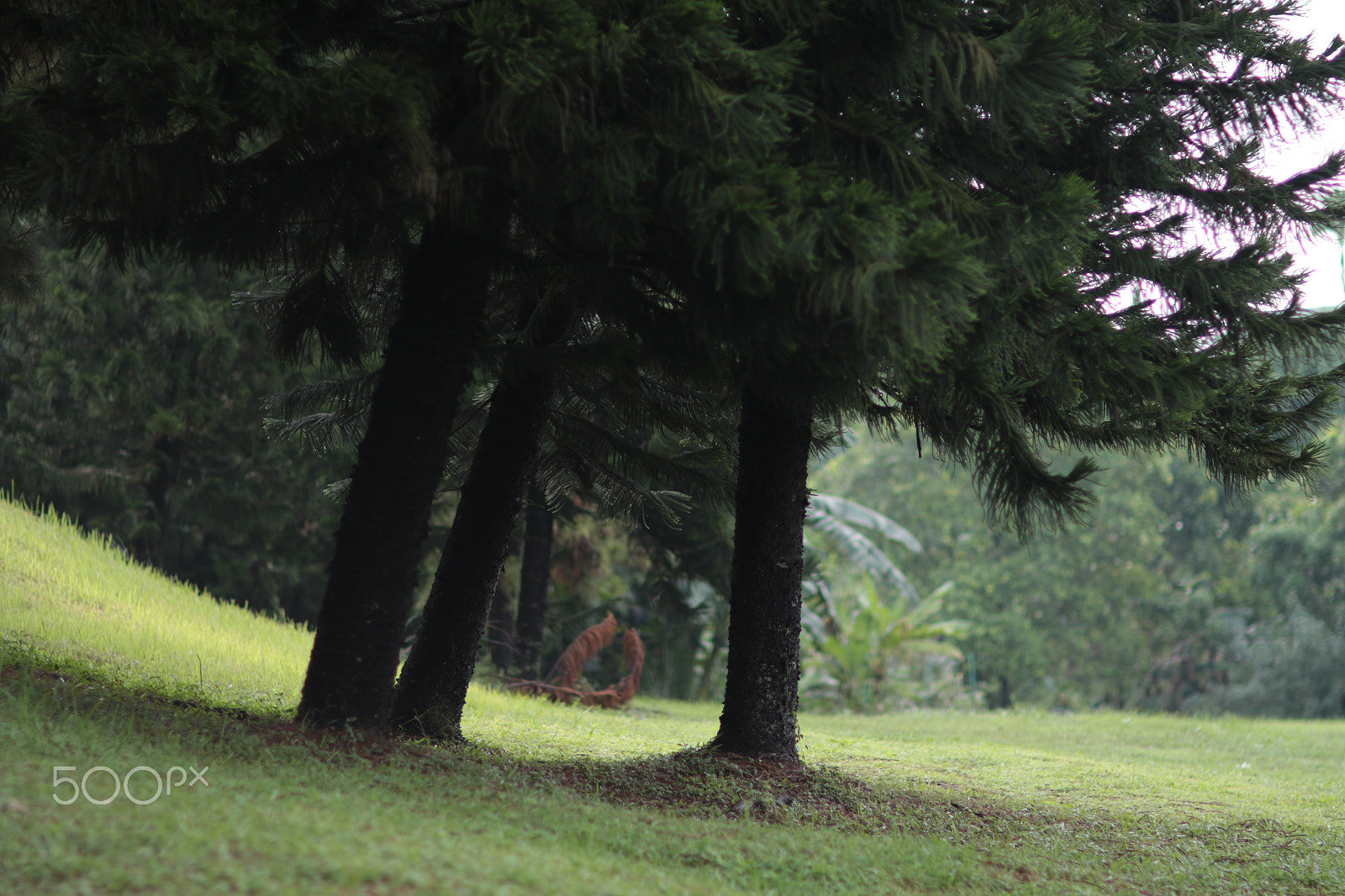 Canon EF 85mm F1.2L II USM sample photo. Day trees () photography