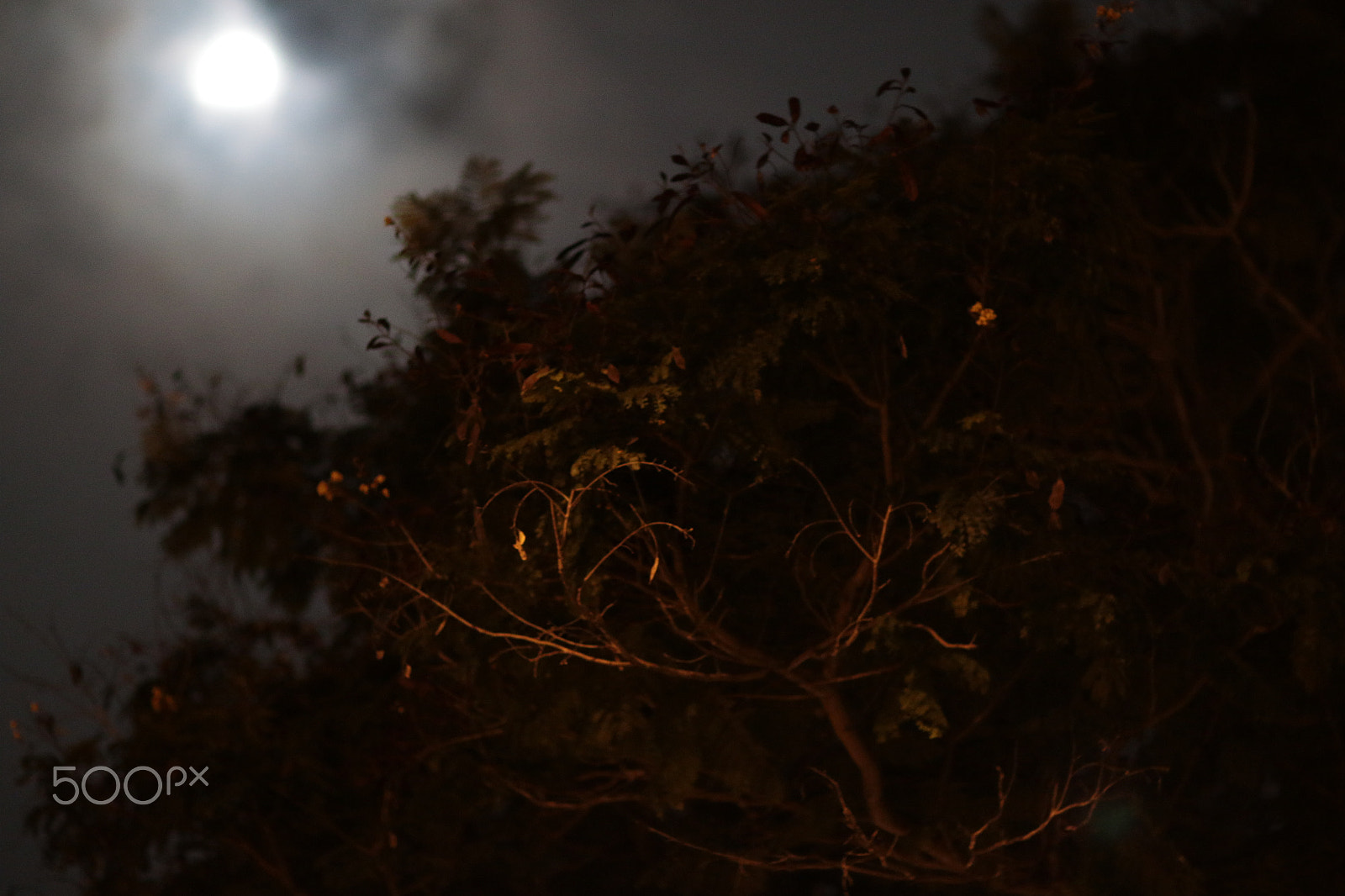Canon EOS 7D Mark II sample photo. Night trees bukit timah () photography