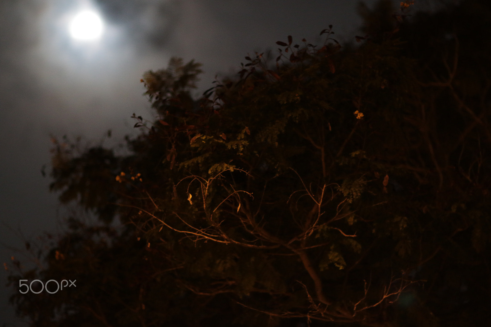 Canon EF 85mm F1.2L II USM sample photo. Night trees bukit timah () photography