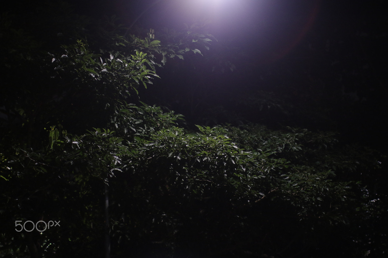 Canon EF 50mm F1.2L USM sample photo. Night trees () photography