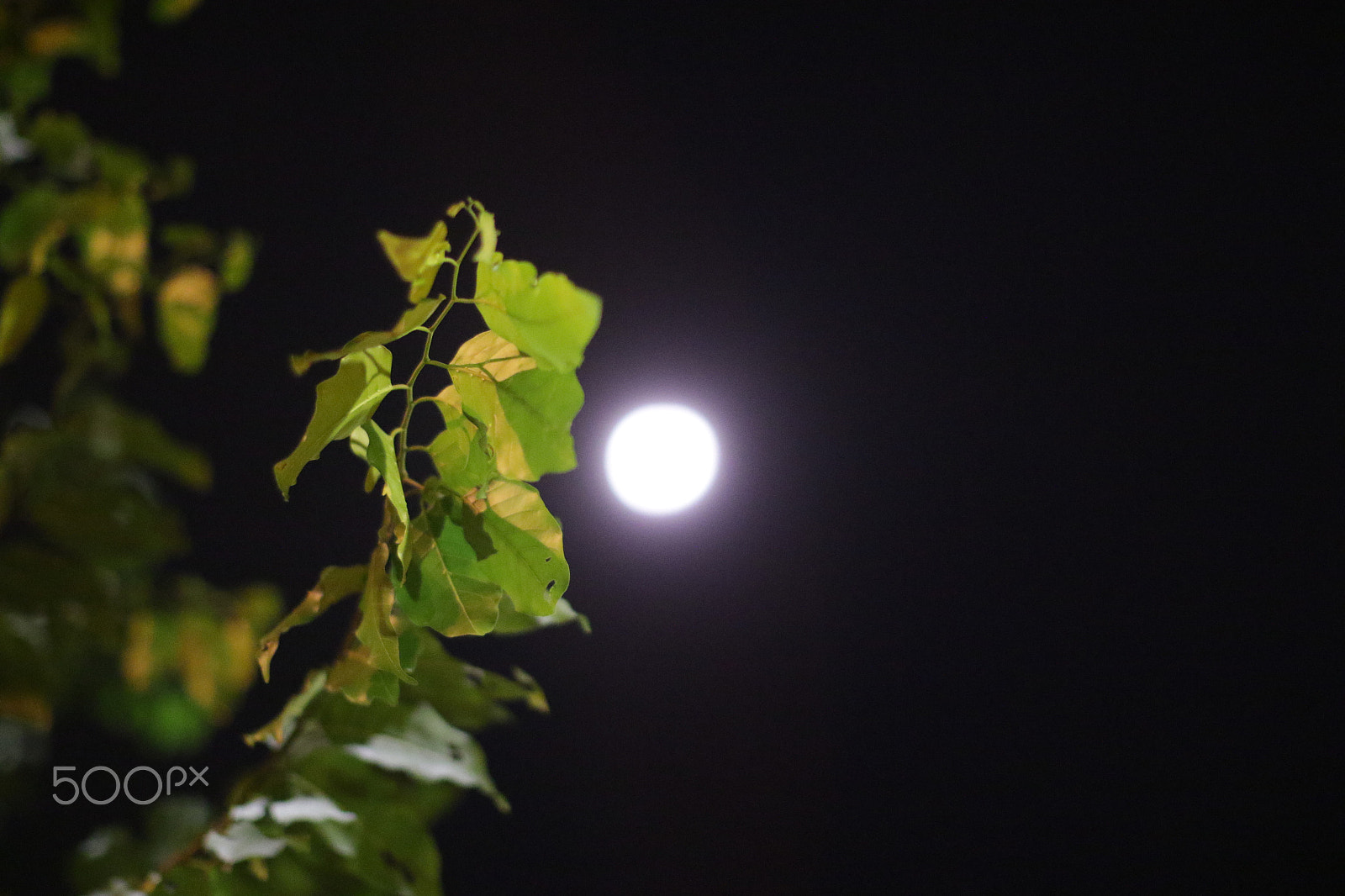 Canon EF 50mm F1.2L USM sample photo. Night trees () photography