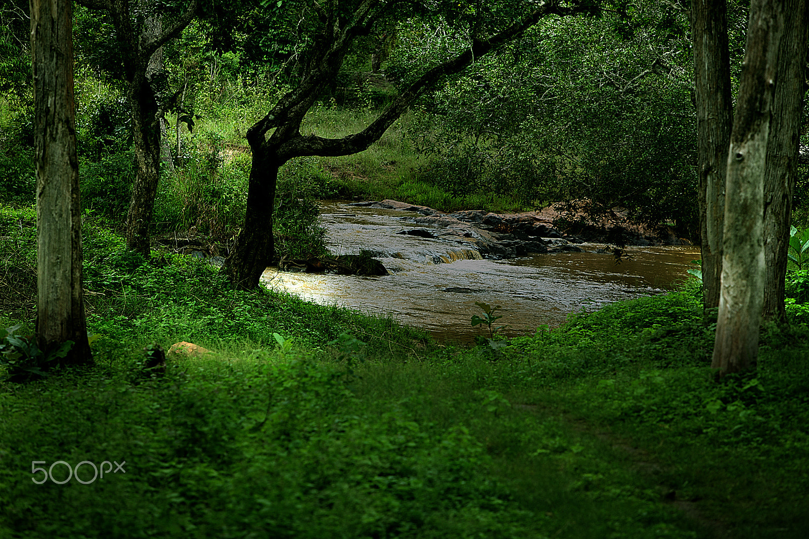 Canon EOS-1Ds Mark III sample photo. Forest(photo taken from running bus) photography