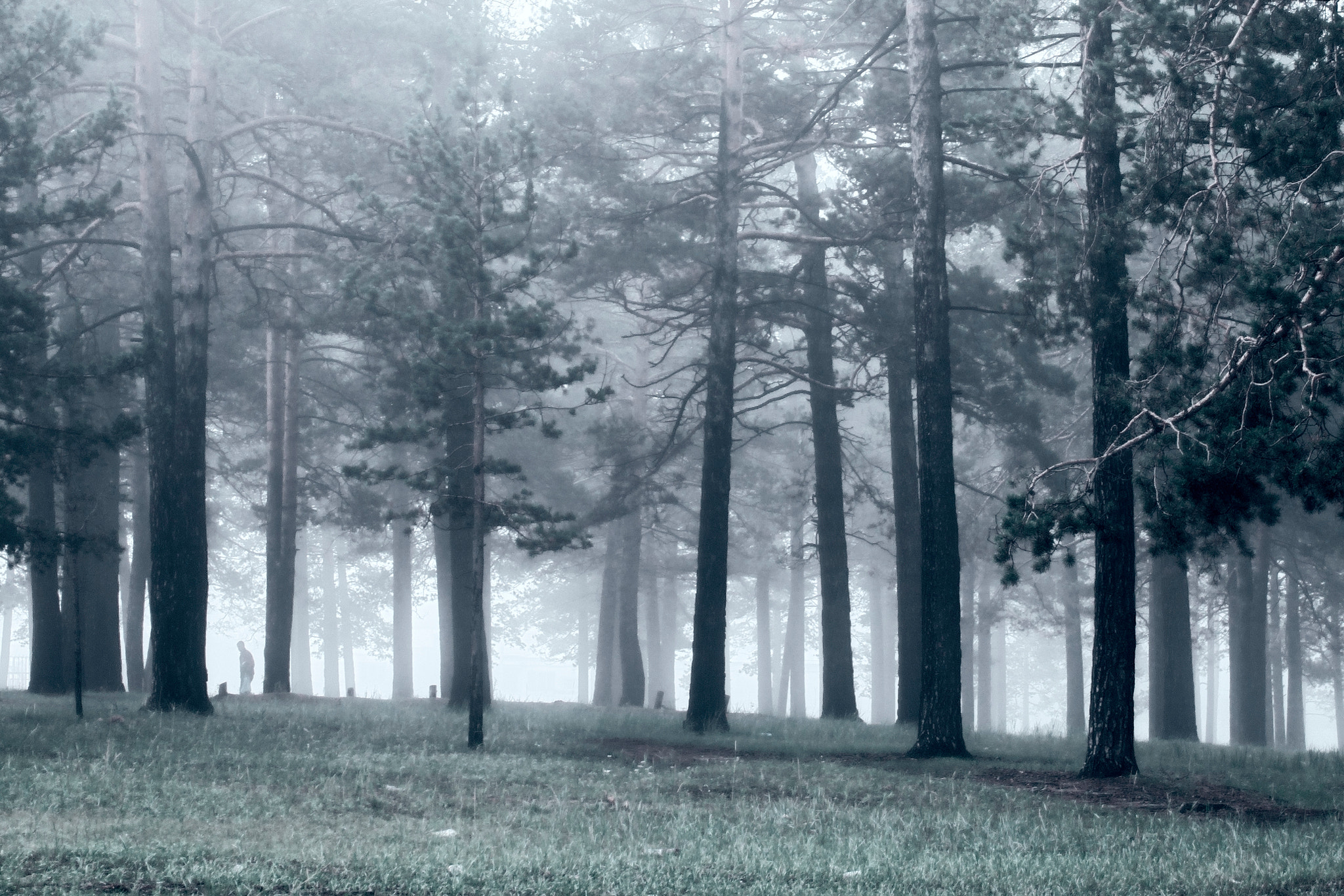 Sony Planar T* 50mm F1.4 ZA SSM sample photo. Horror forest photography