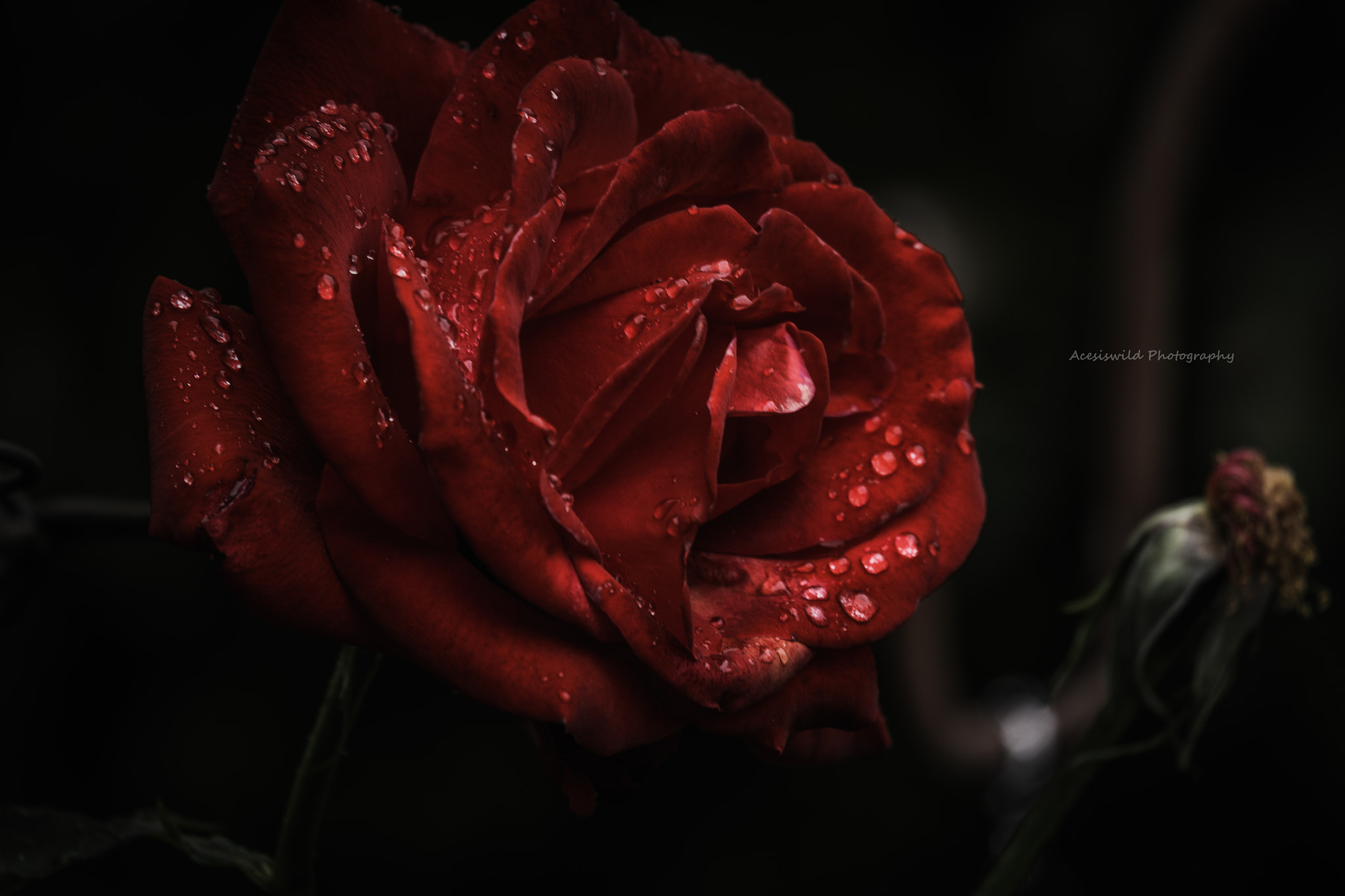 Fujifilm X-A1 + Fujifilm XC 50-230mm F4.5-6.7 OIS sample photo. The perfect rose photography