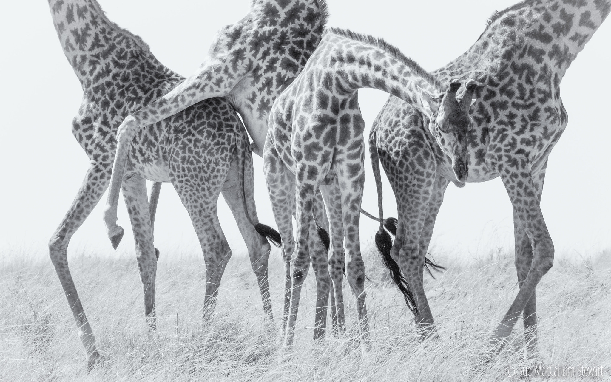 Olympus OM-D E-M5 + Olympus M.Zuiko Digital ED 40-150mm F2.8 Pro sample photo. A "tangle" of giraffes photography