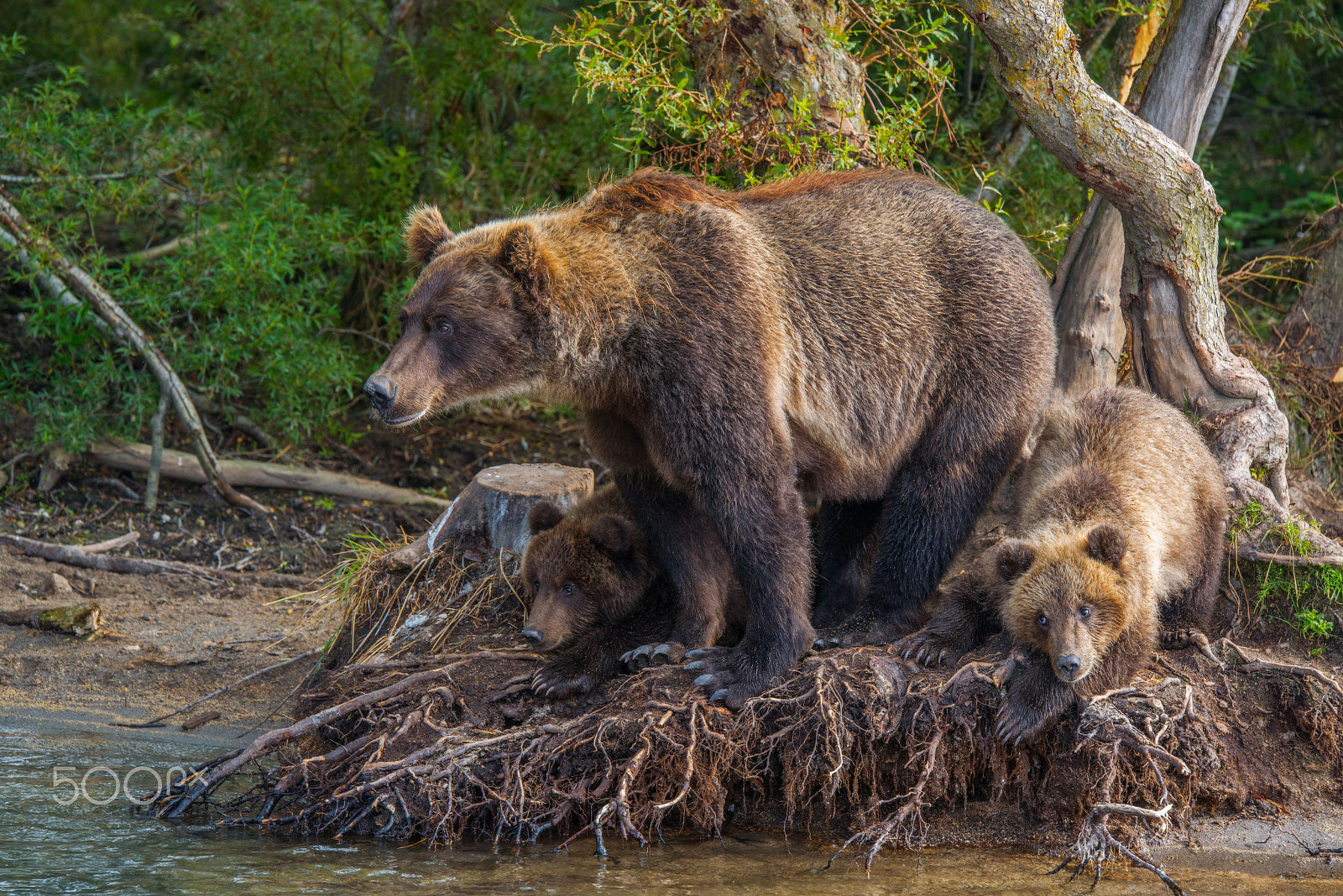 Tamron SP 70-200mm F2.8 Di VC USD sample photo. Bear family photography
