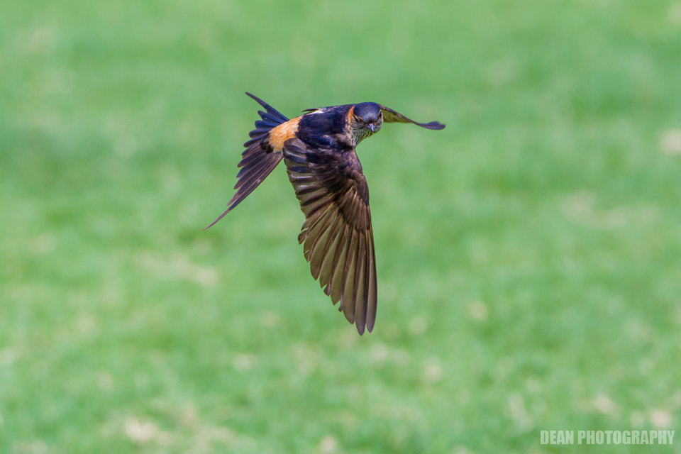Canon EOS-1D Mark IV sample photo. Who are you photography