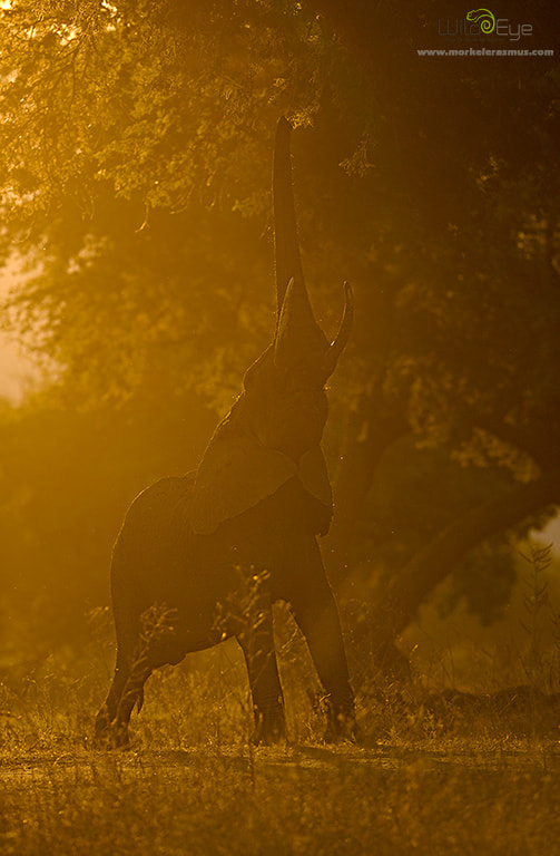 Nikon AF-S Nikkor 300mm F2.8G ED VR II sample photo. Feeding on the light photography