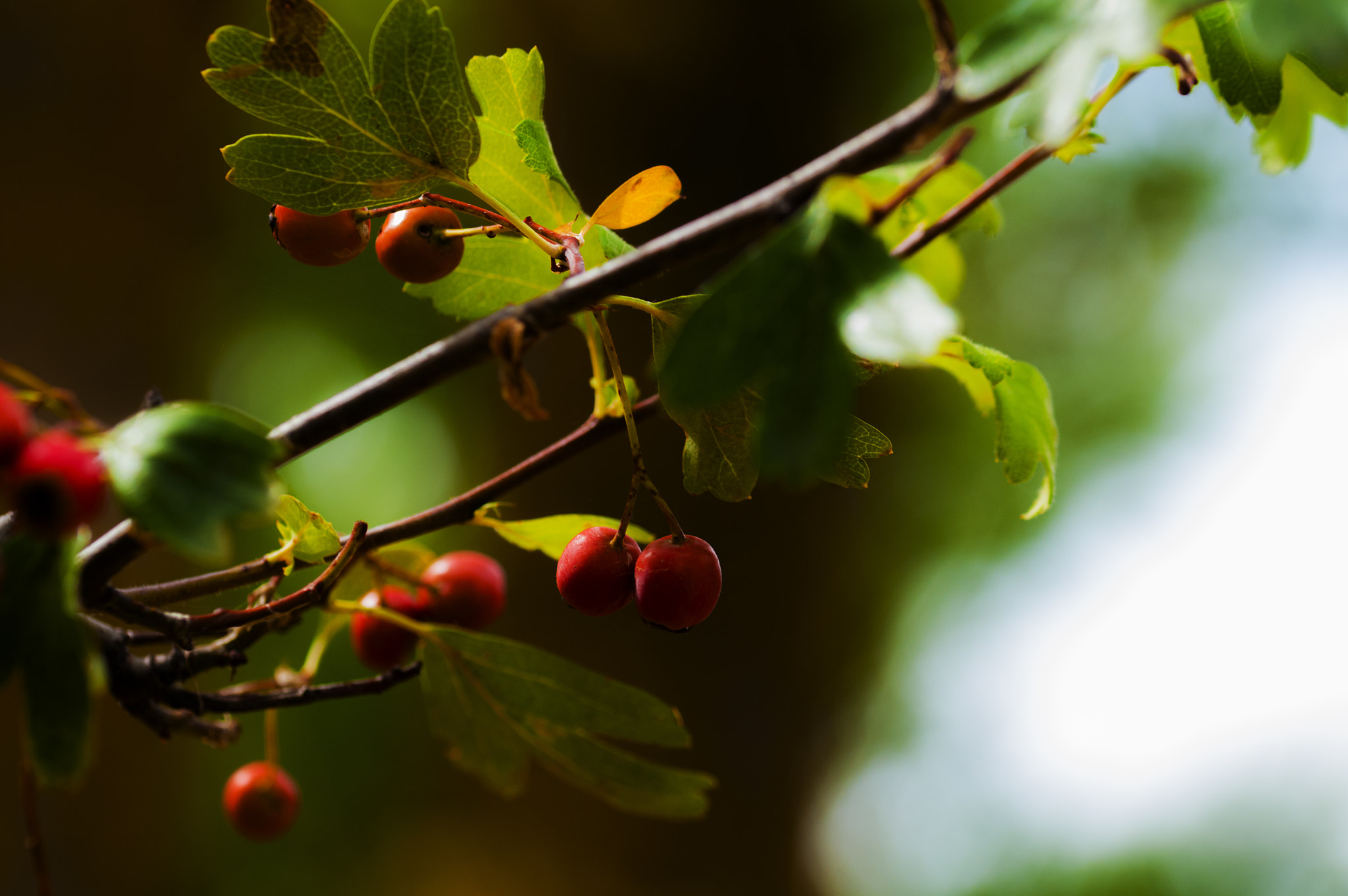 Sigma 105mm F2.8 EX DG OS HSM sample photo. Ro003 photography