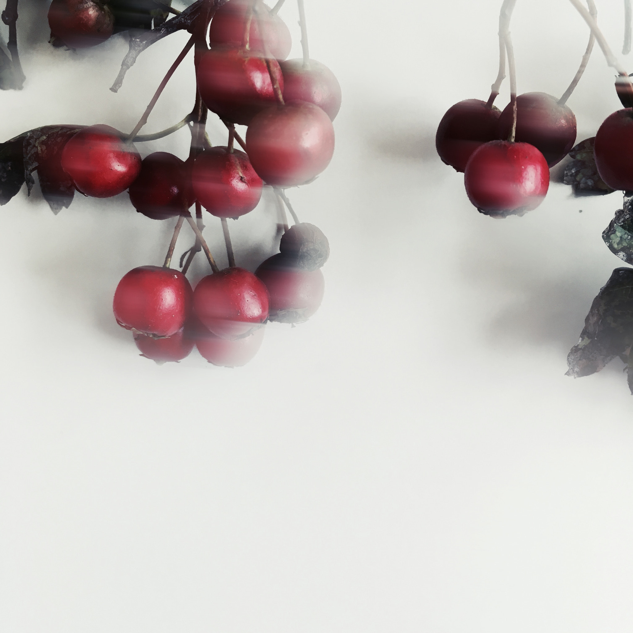 Hipstamatic 321 sample photo. Wild cherries photography