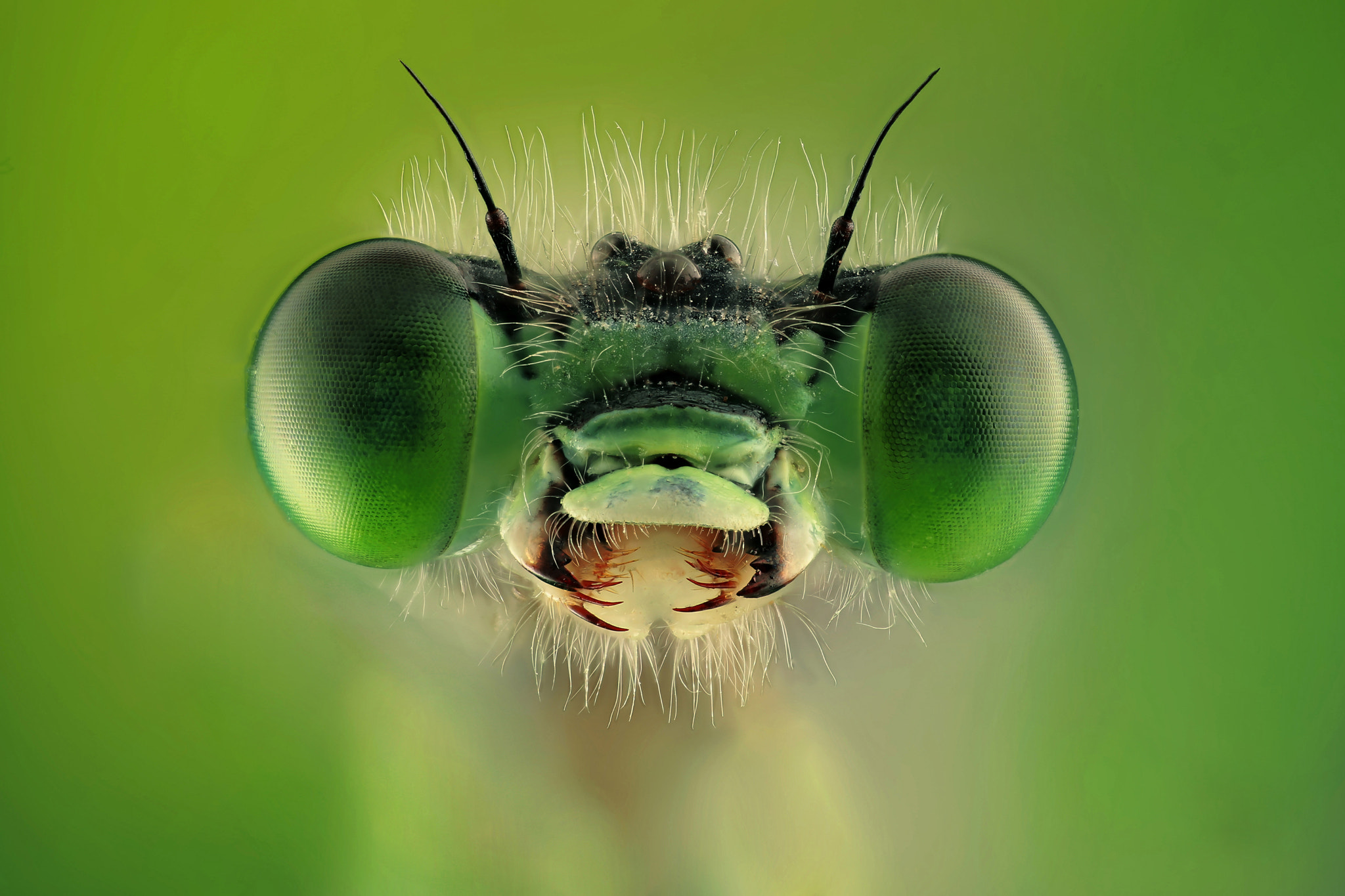 Canon EF 200mm F2.8L II USM sample photo. Green dragonfly photography