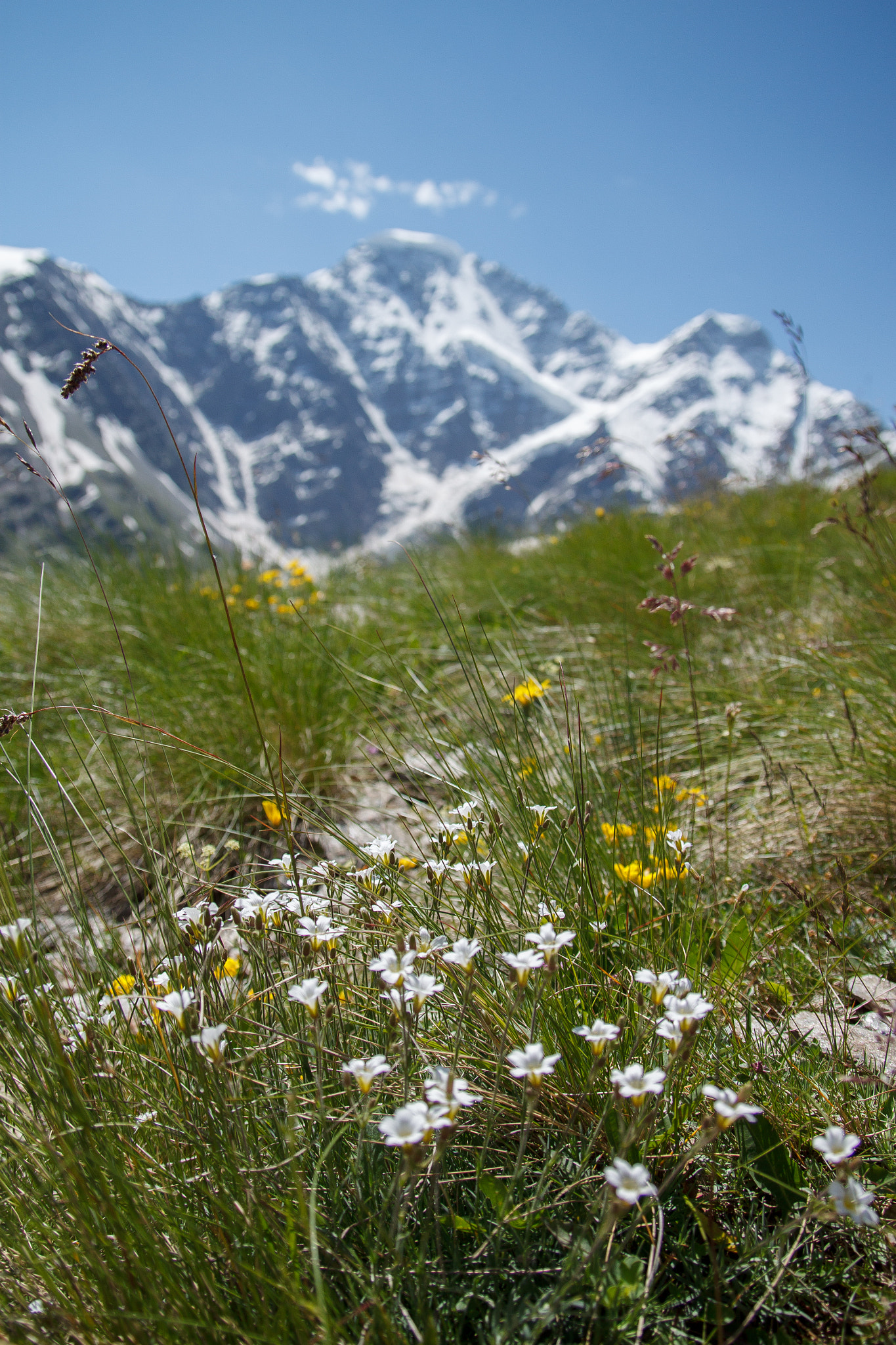 Canon EOS 500D (EOS Rebel T1i / EOS Kiss X3) sample photo. Flowers in mountains photography