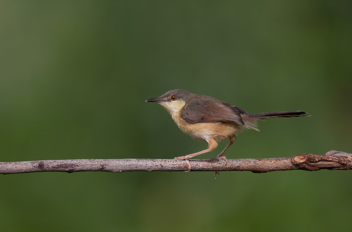 Sigma 150-500mm F5-6.3 DG OS HSM sample photo. Ashy prinia photography