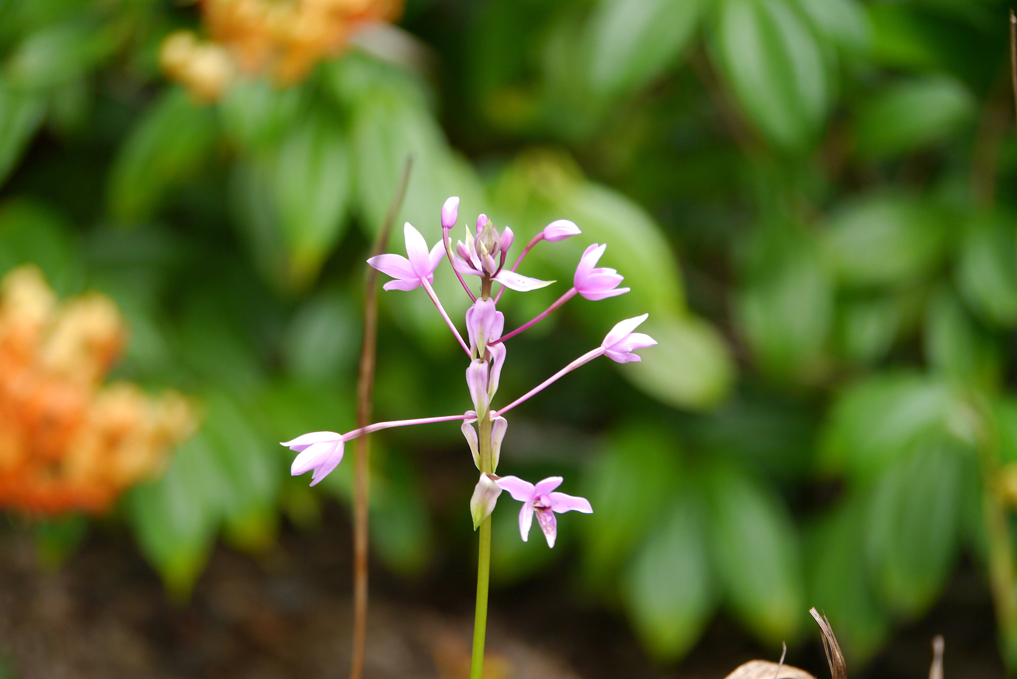 Panasonic Lumix DMC-GX1 sample photo. Faint purple flower photography